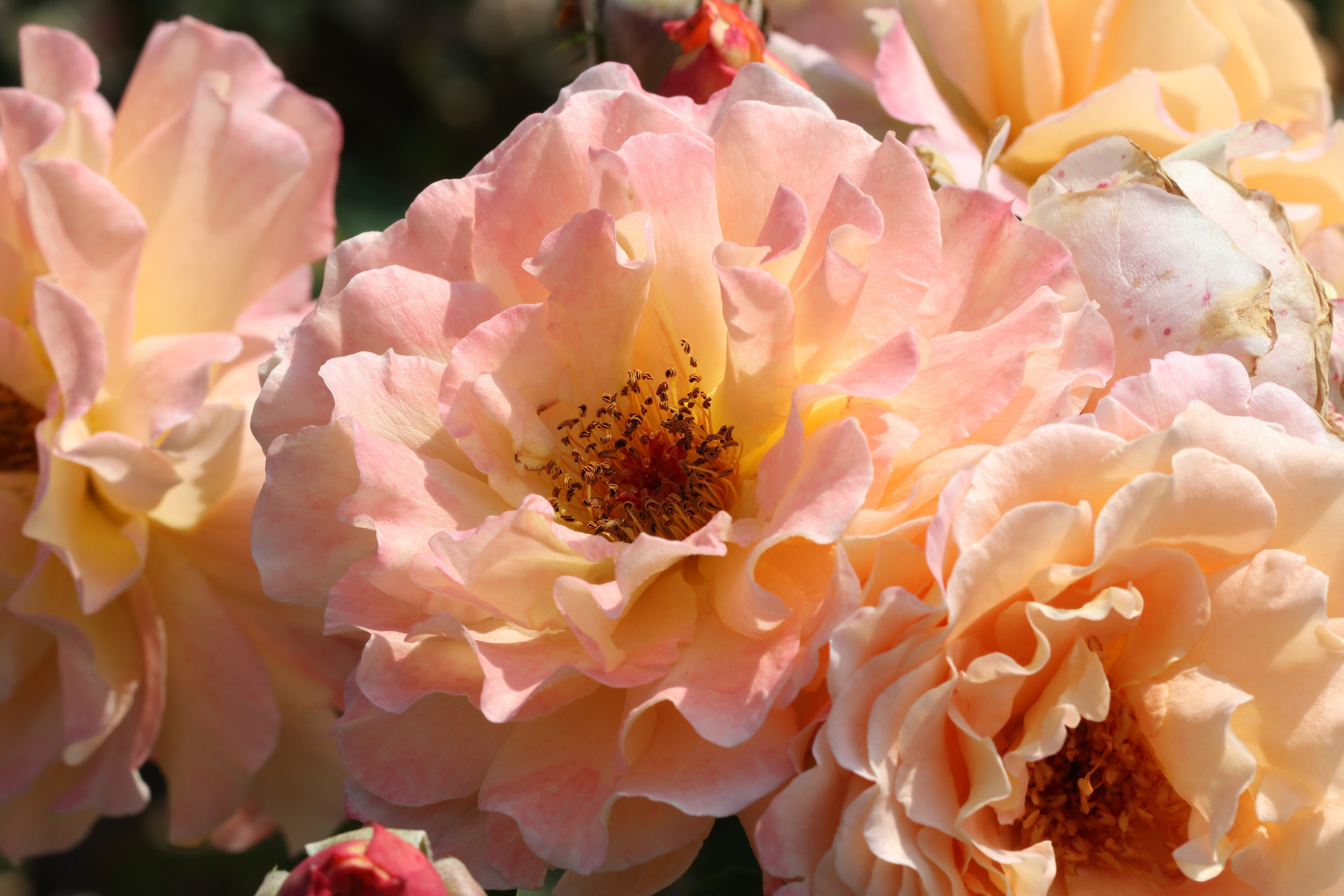 Долина роз в Кисловодске. Фото-художник и Репортажный фотограф Николаев Александр Алексеевич
