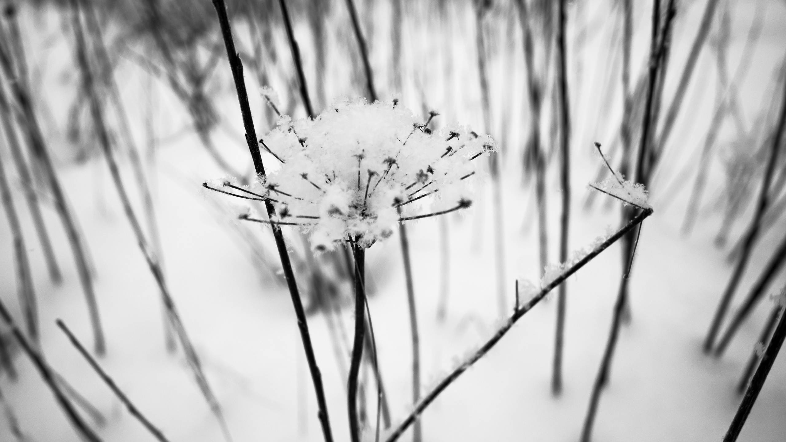 Landscape, nature, plants, details of the world around us. Personal website of photographer Dmitry Raikin