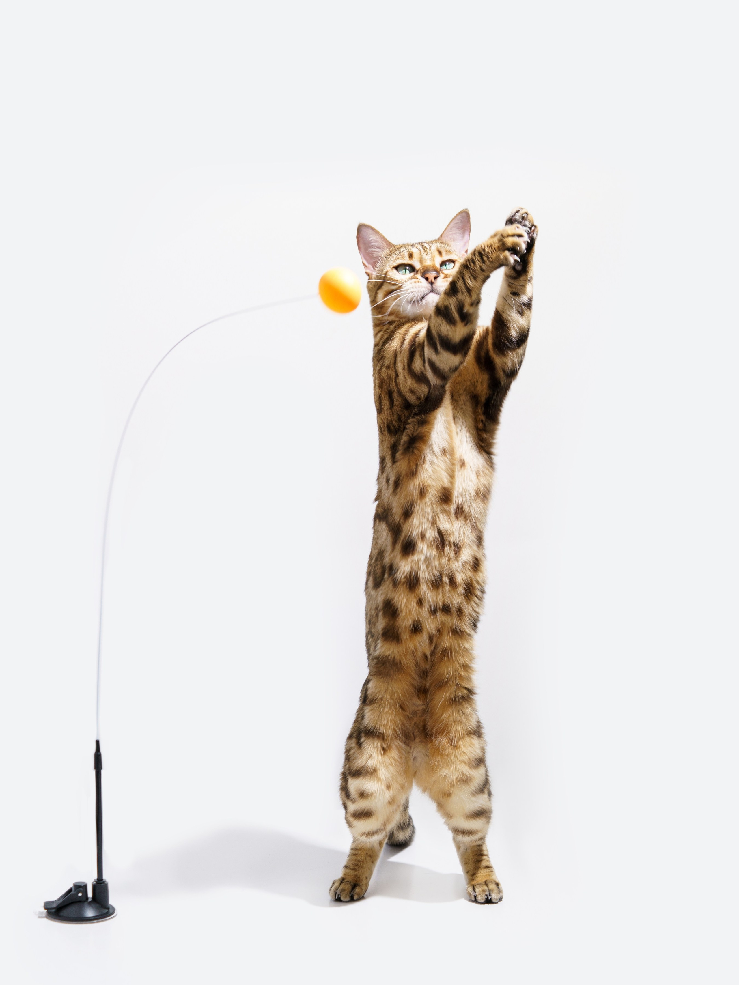 Съемки с животными. КЕД Студия-контент агентство полного цикла СПБ. Создаём фото, видео и контент, который помогает брендам и селлерам продавать больше