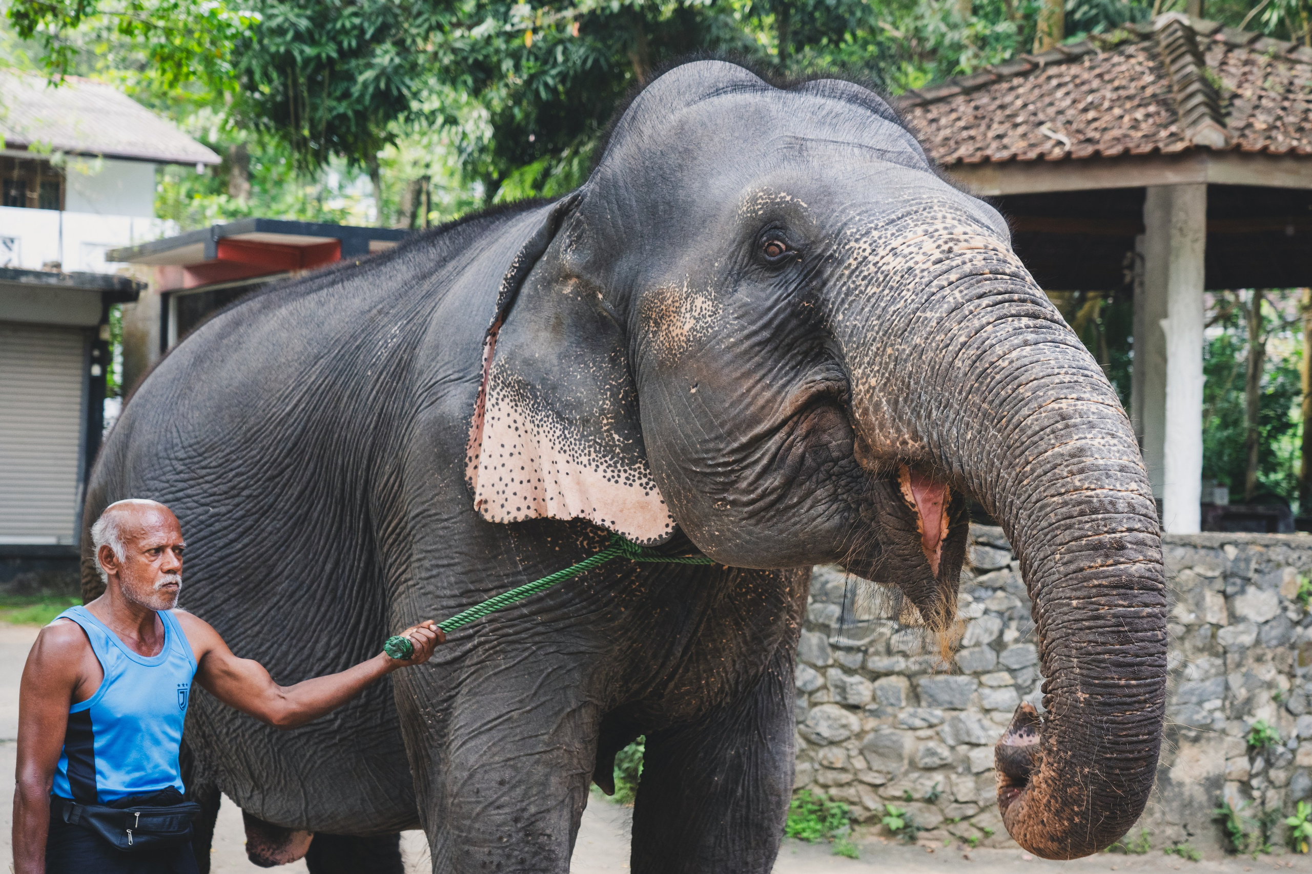 Шри-Ланка 2025. Легкая фотография