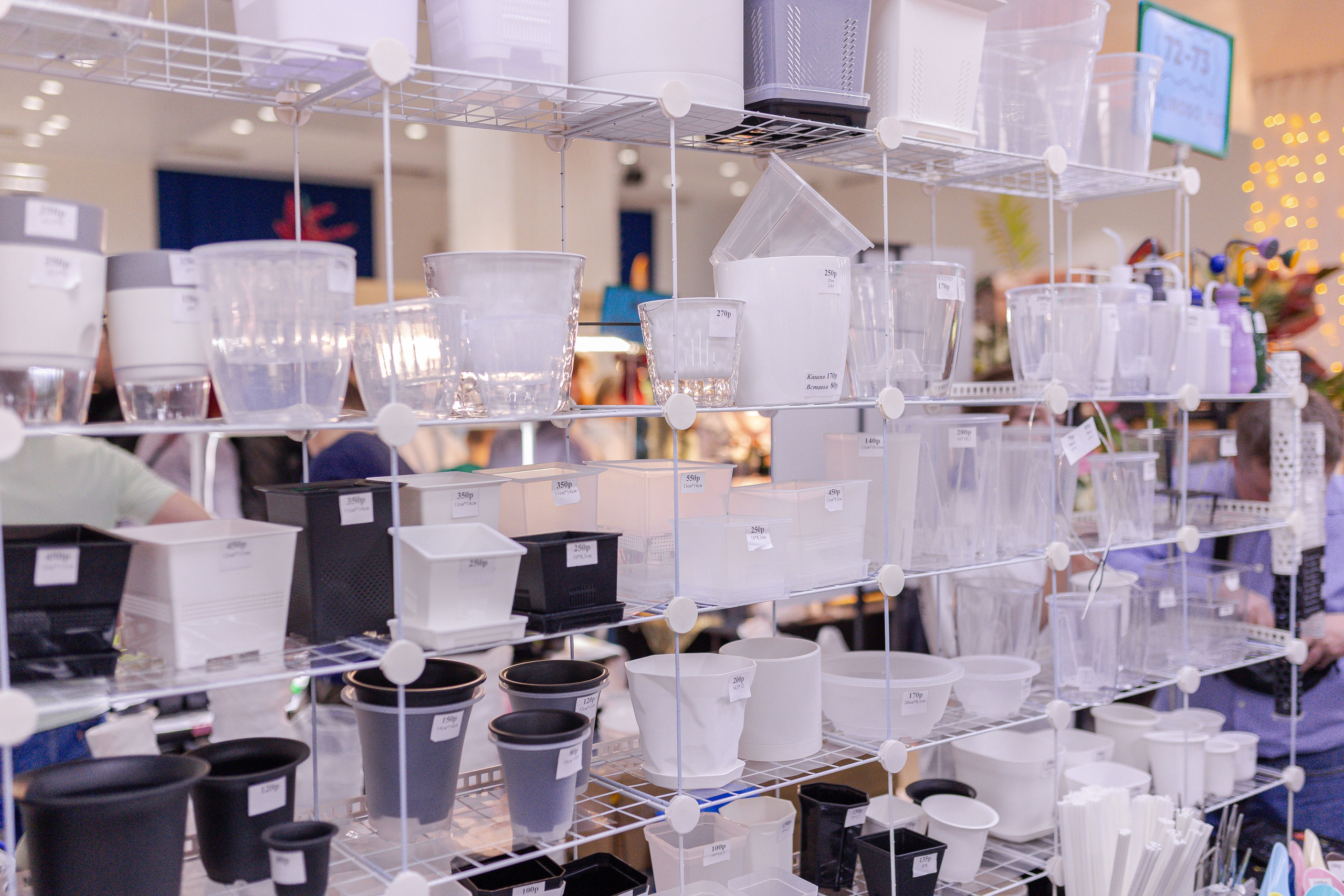 Орхидиум 12.2025. Александра Куликова фотограф, Москва