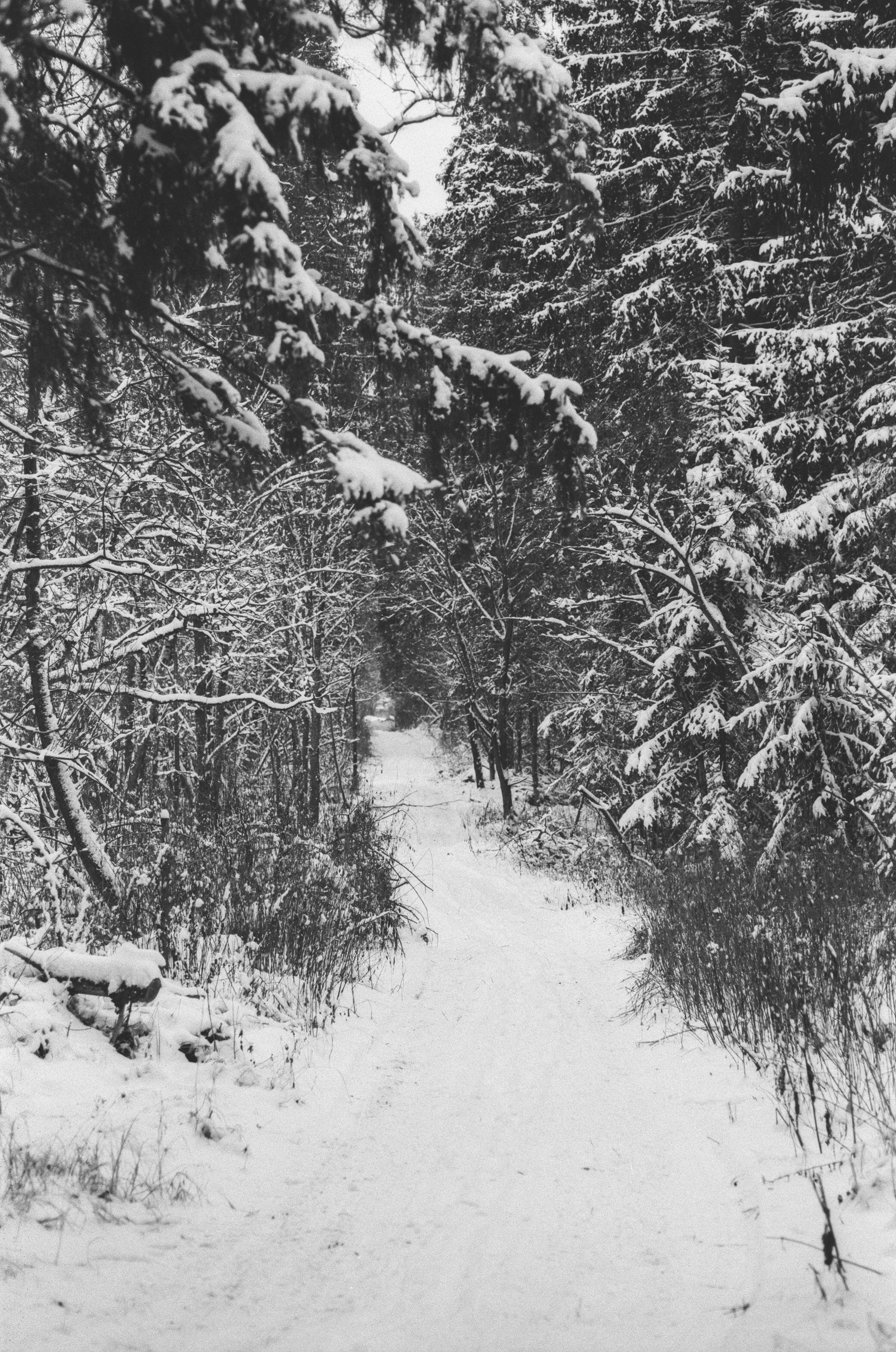 Contax N1 / Carl Zeiss Makro Sonnar 100 mm f/2.8 / Давыдовское