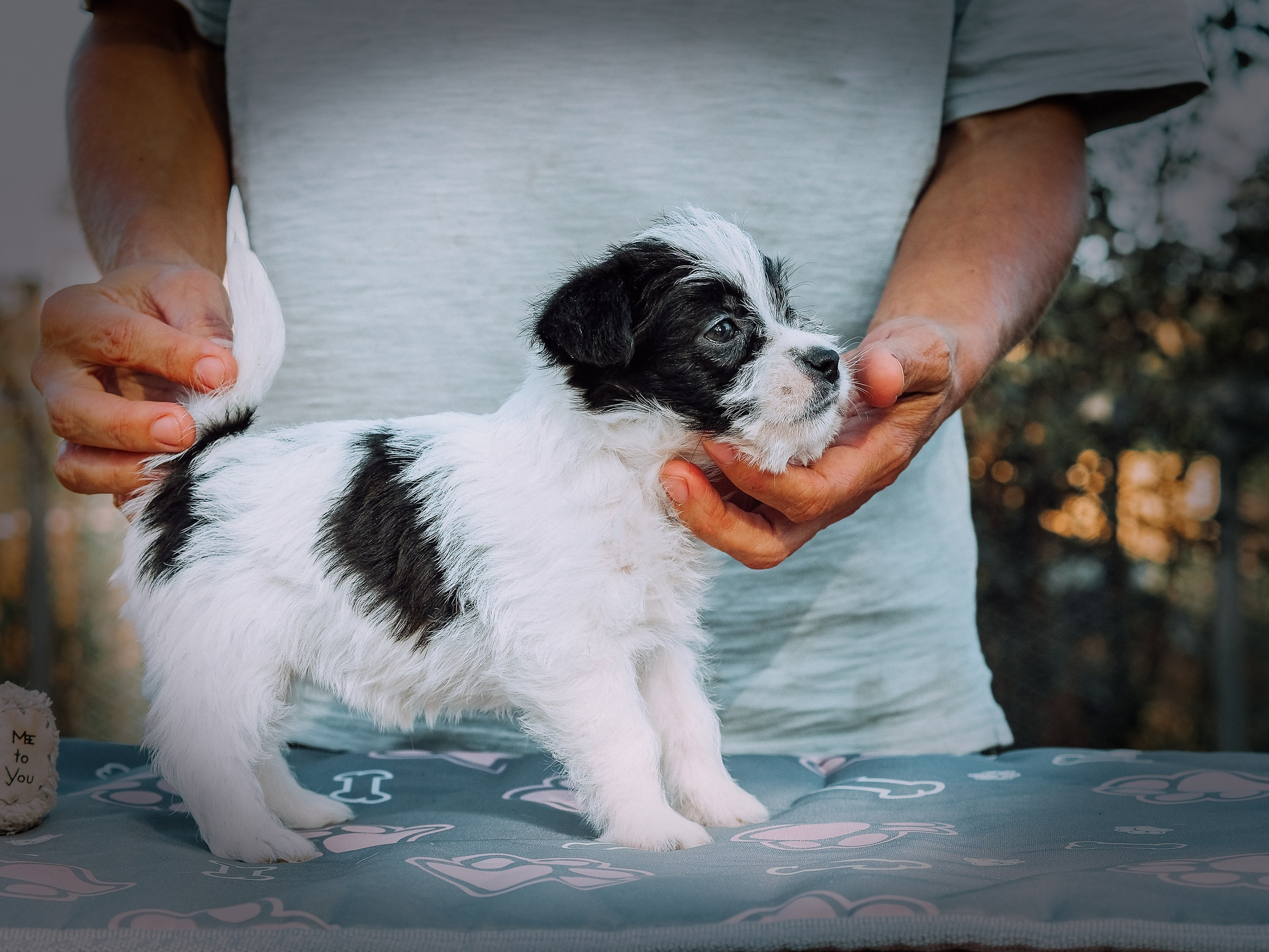 X_female1_b_w. CANE MAESTRO — kennel Jack Russell Terrier