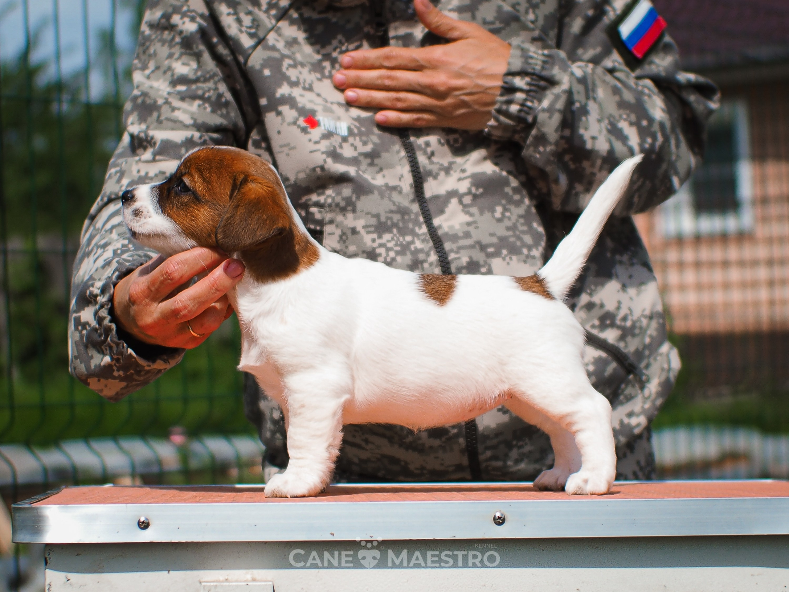 Ш_FEMALE_SHIZGARA. CANE MAESTRO — kennel Jack Russell Terrier