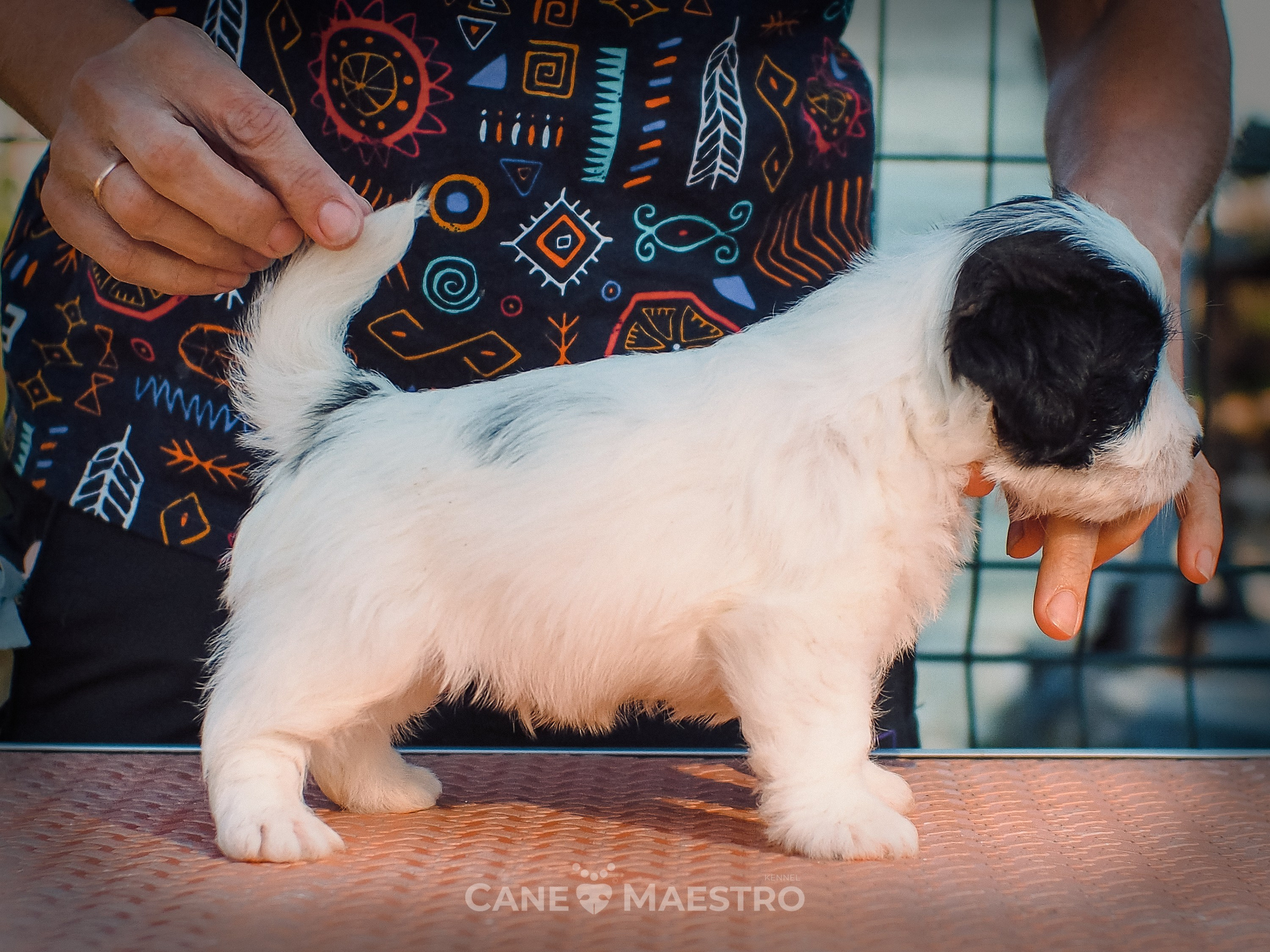 КОБZ_4_ЧБ_27_08_25. CANE MAESTRO — kennel Jack Russell Terrier