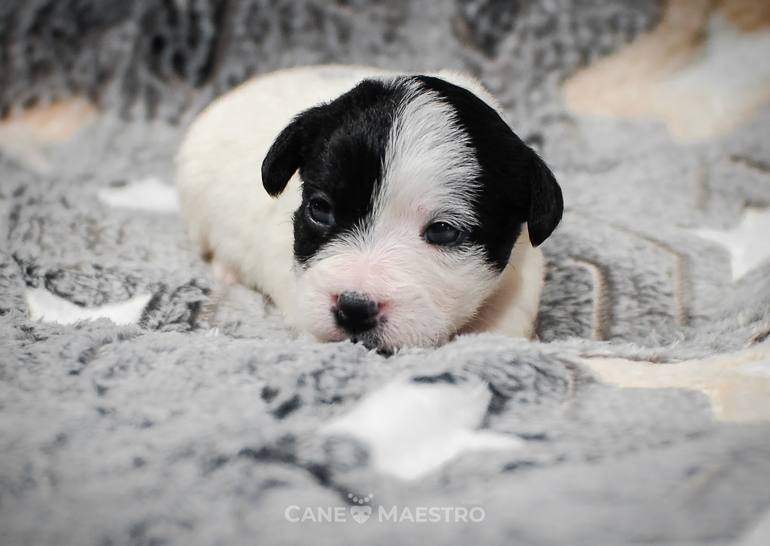 КОБ_Z_2_BLACK_27_08_2025. CANE MAESTRO — kennel Jack Russell Terrier