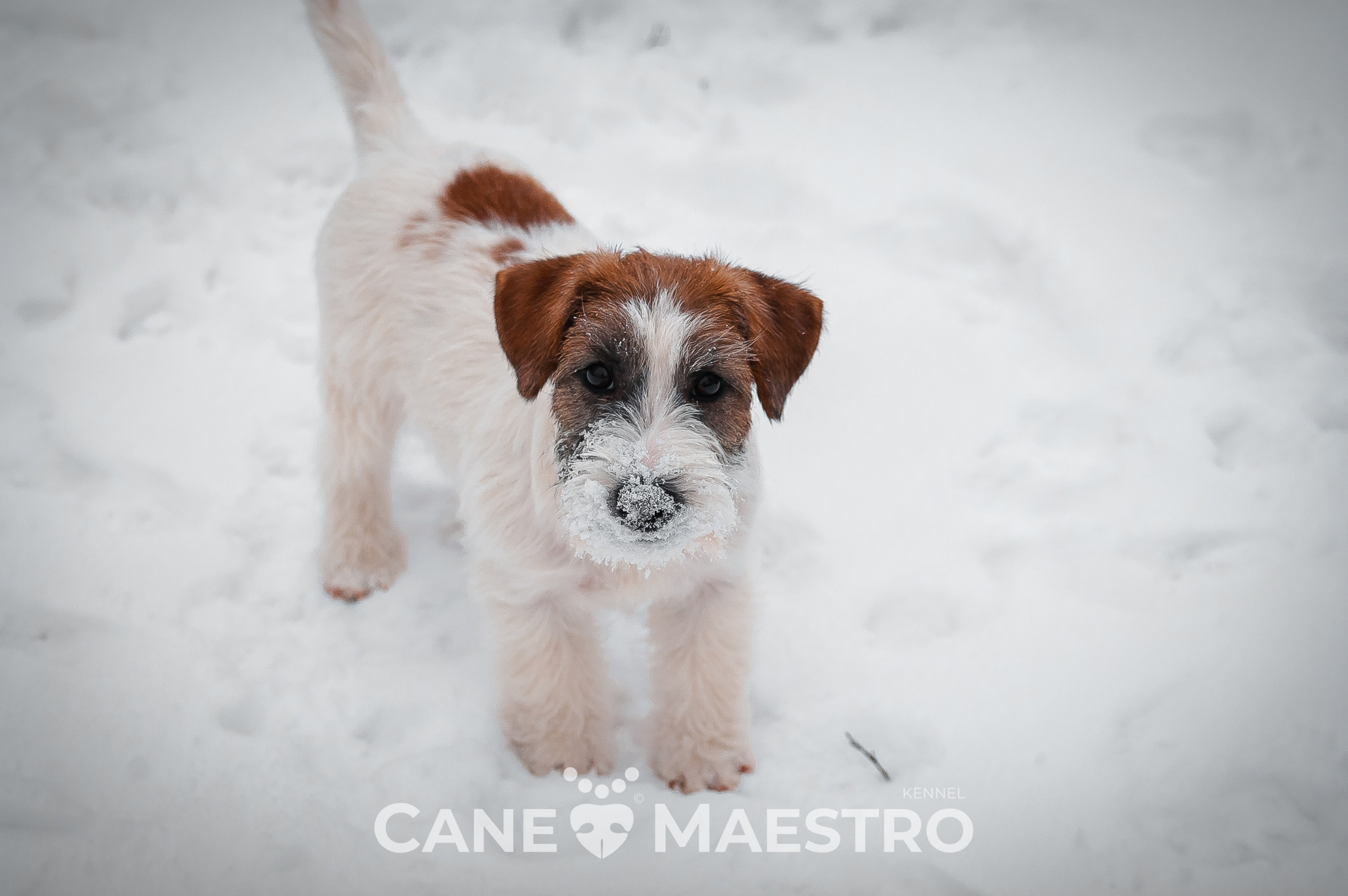 Щенок кобель ДРТ. КАНЕ МАЭСТРО — питомник Джек рассел терьеров