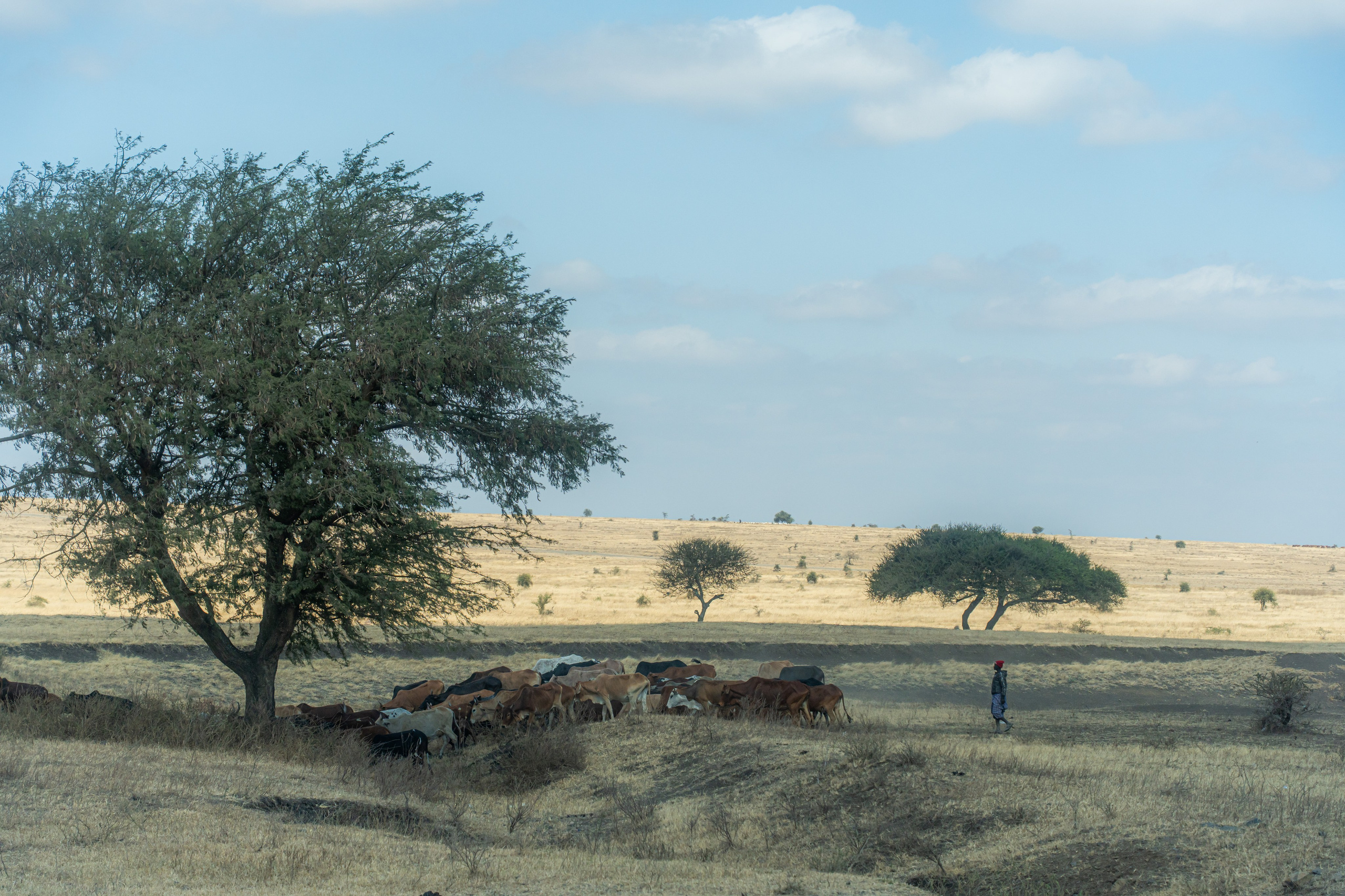 Танзания, сафари, 2025. Творческие сьемки
