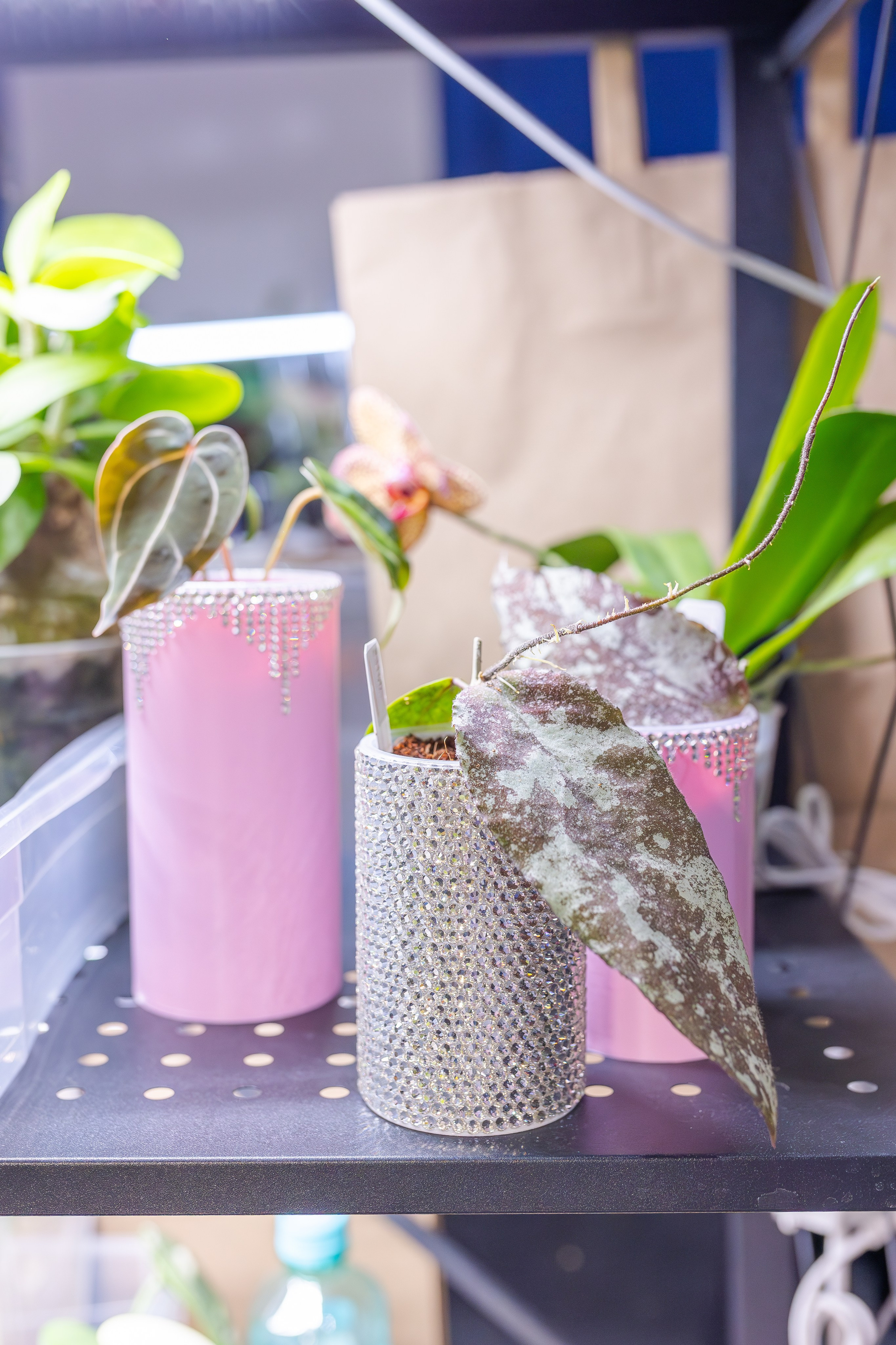 Монстериум апрель 2026. Александра Куликова фотограф, Москва