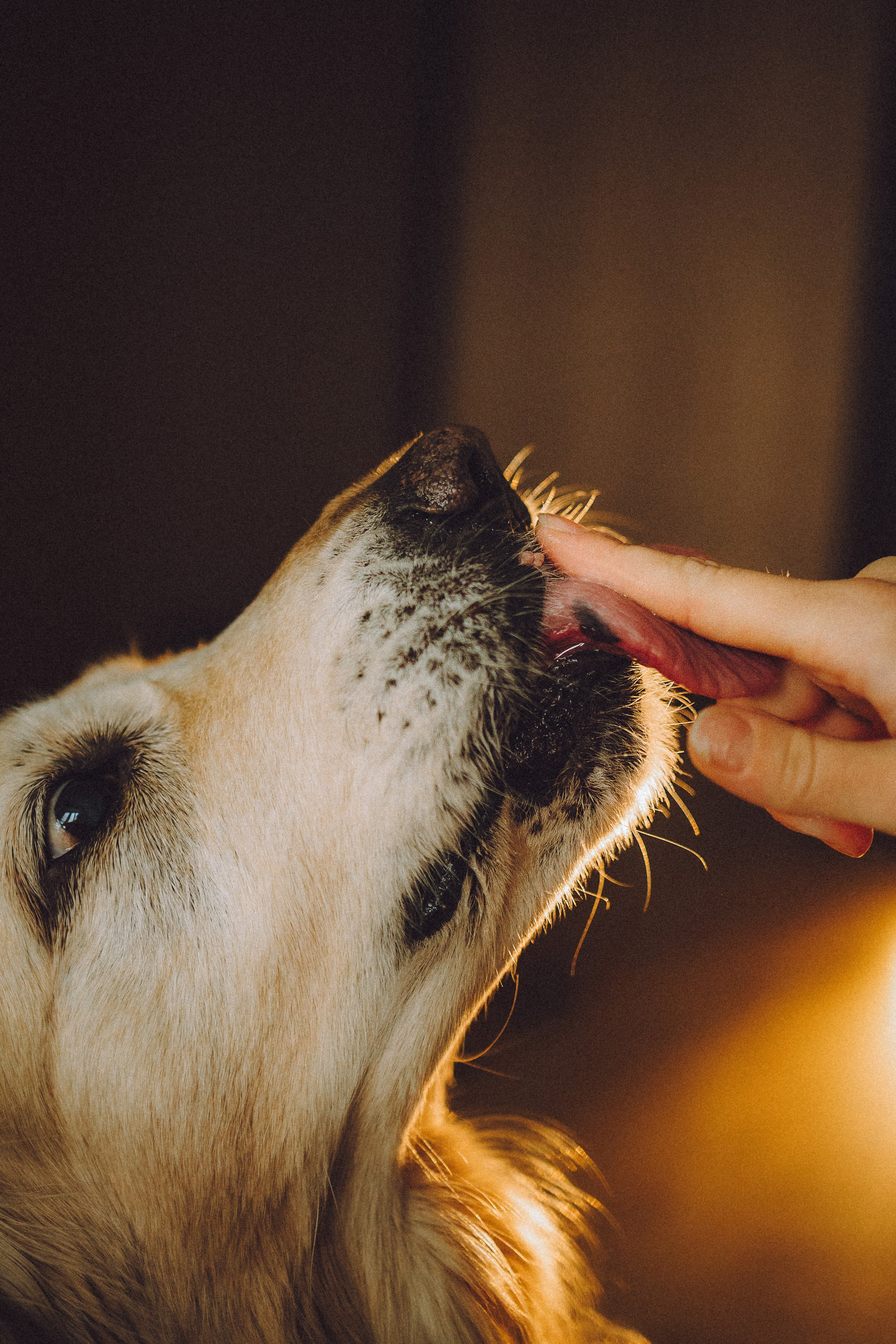 Ира, Андрей, Бэлла и Панда
