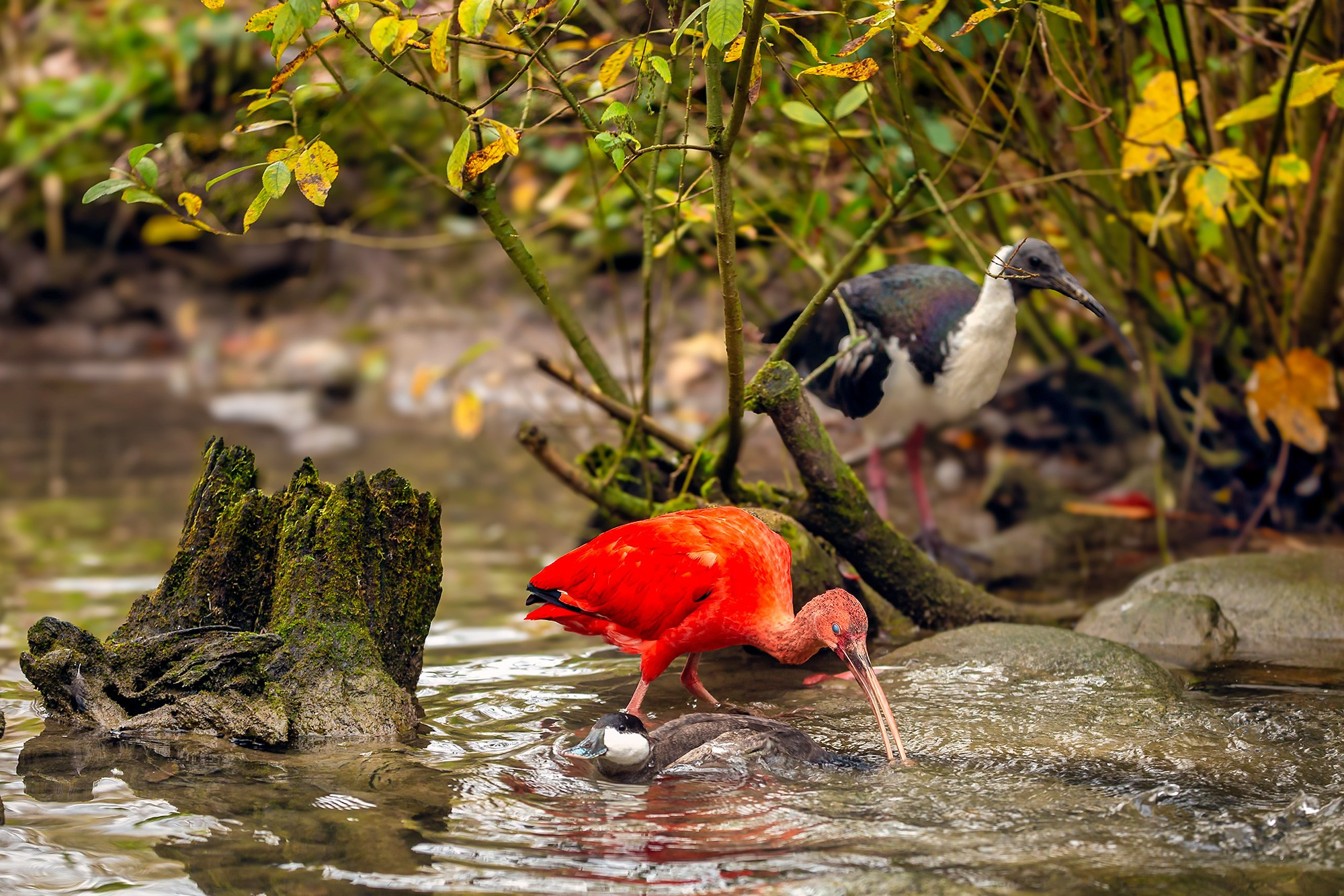 Птицы (коллекция). Фотограф Владимир Остапенко