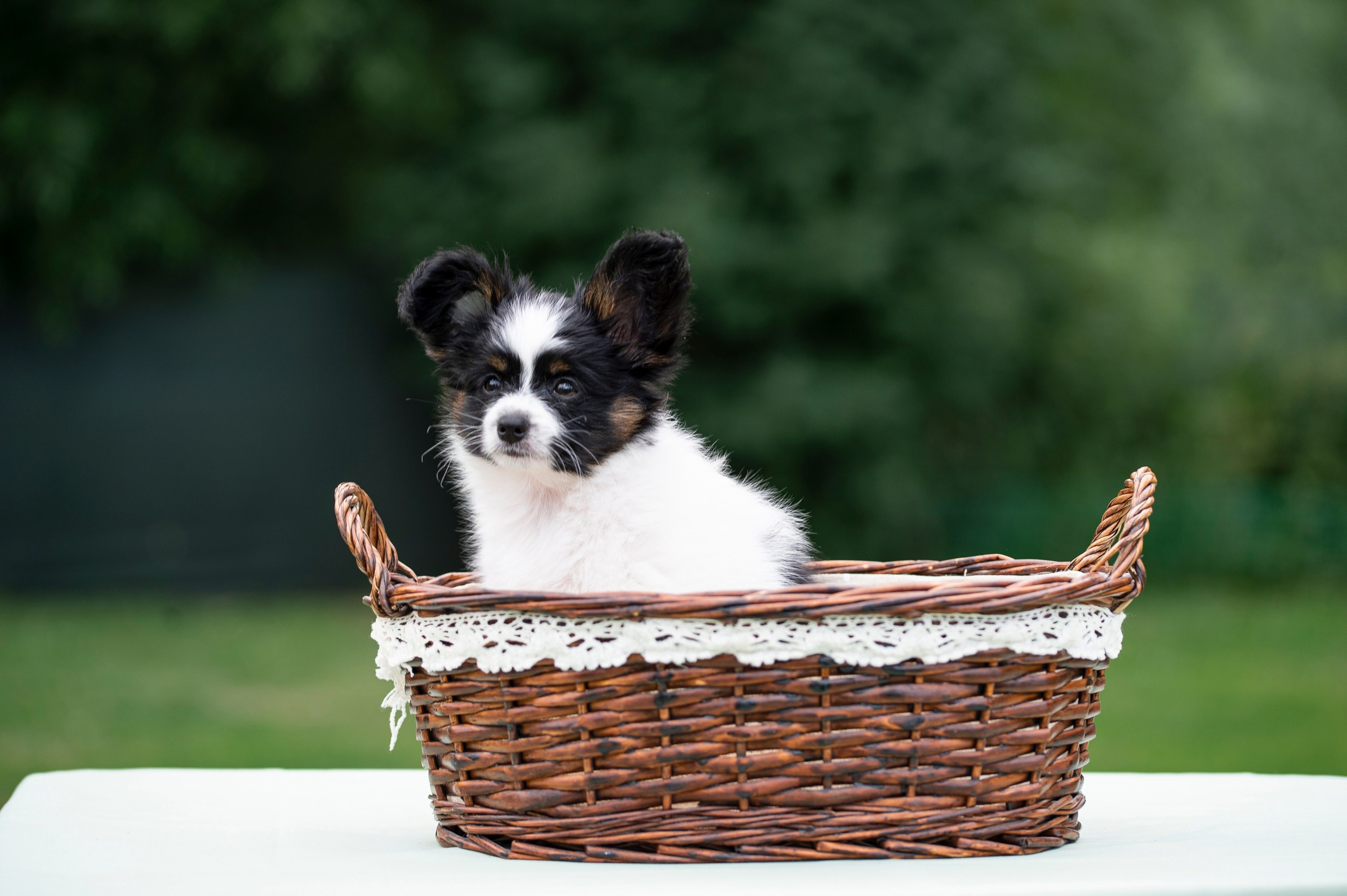 Собаки. FASHION ФОТОГРАФ КАЗАНЬ