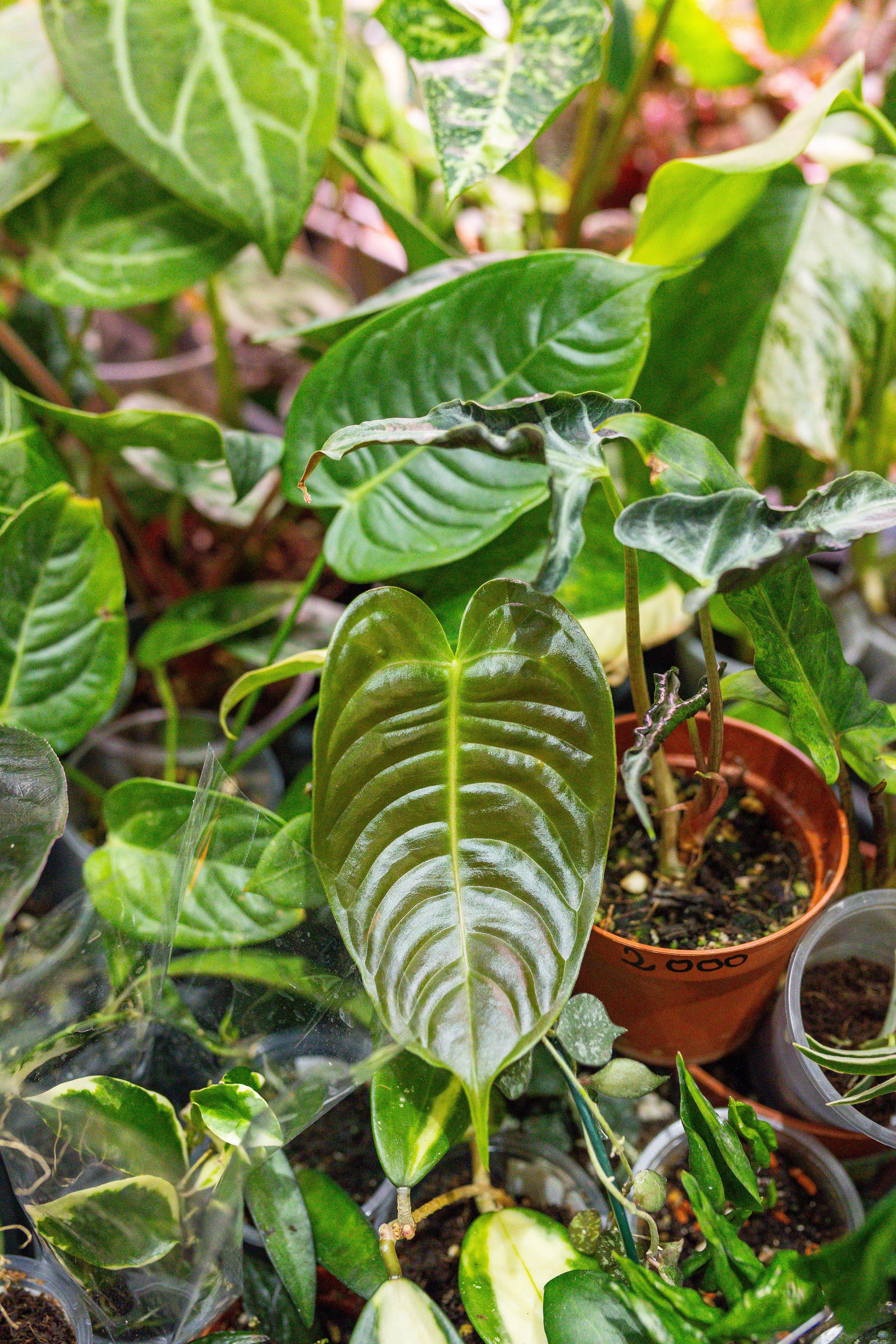 Монстериум 11–12 октября. Александра Куликова фотограф, Москва