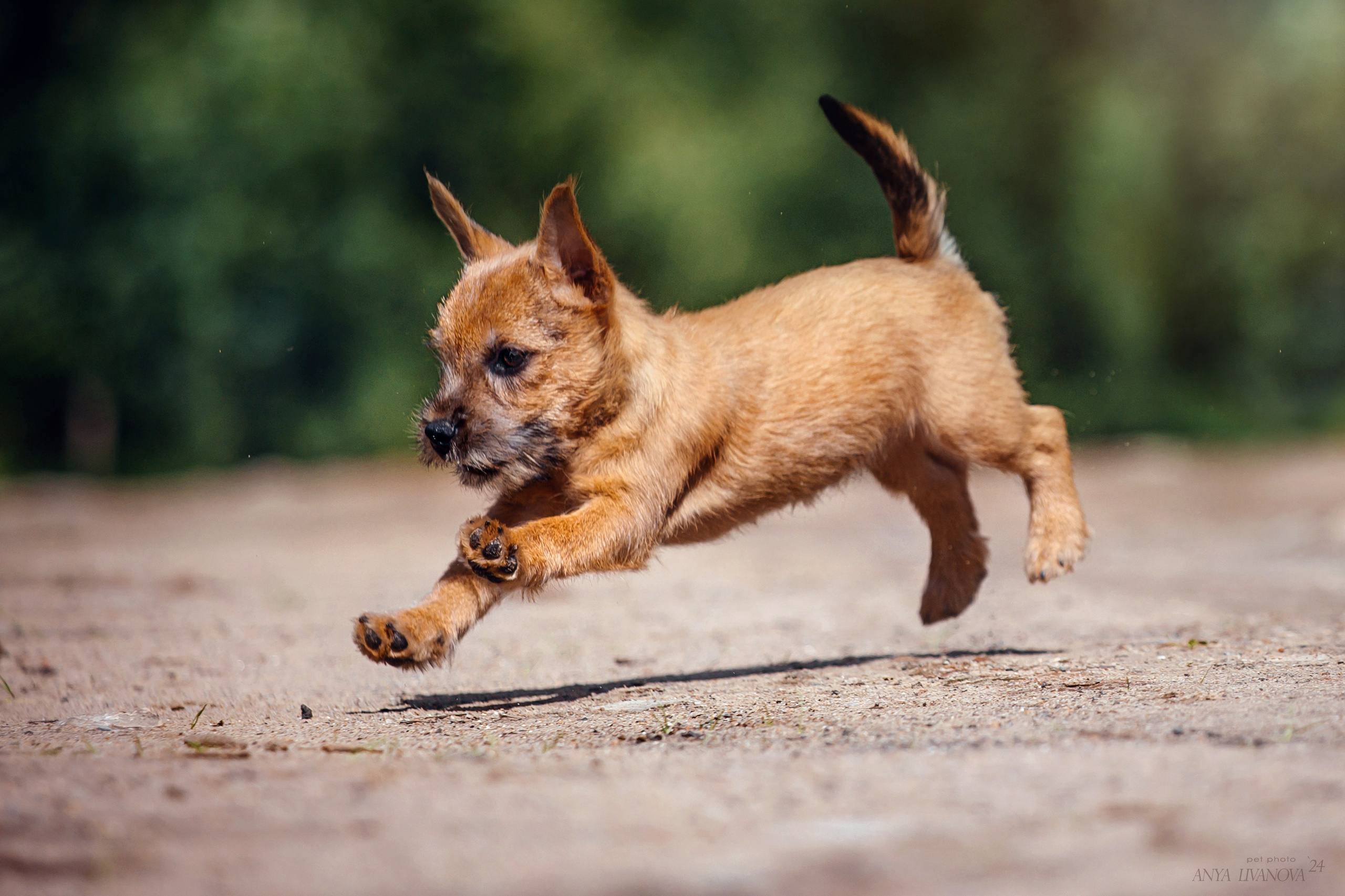 Норвичи. Фотограф анималист Аня Ливанова | Рыбинск