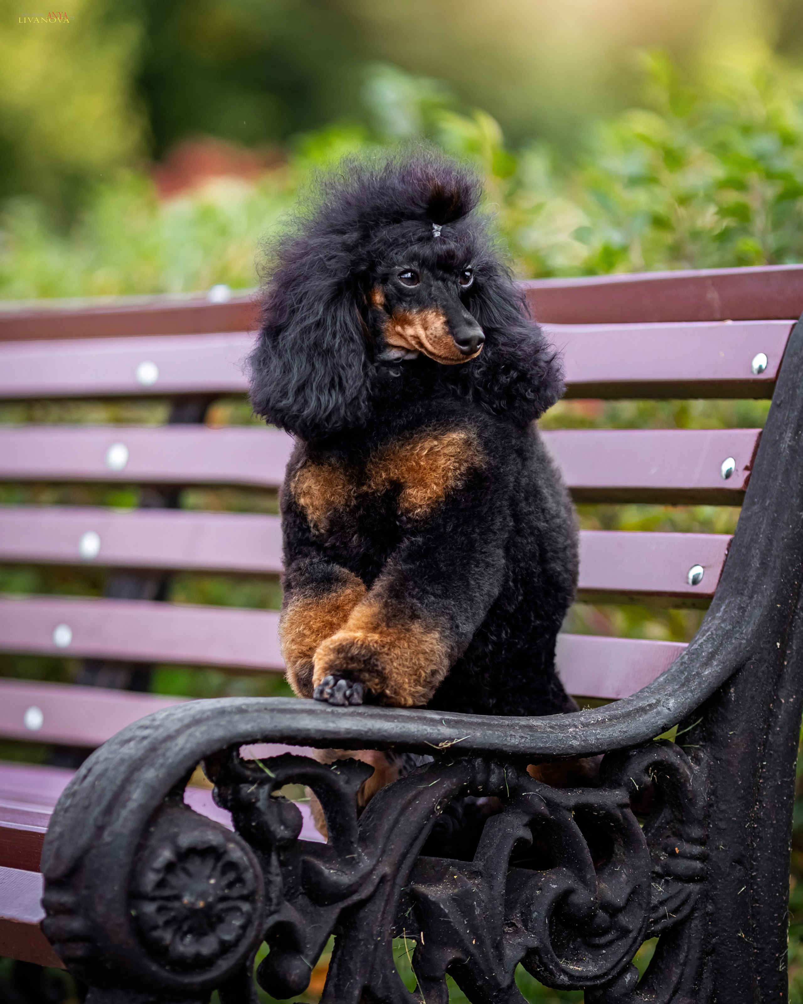 Пудель. Фотограф анималист Аня Ливанова | Рыбинск