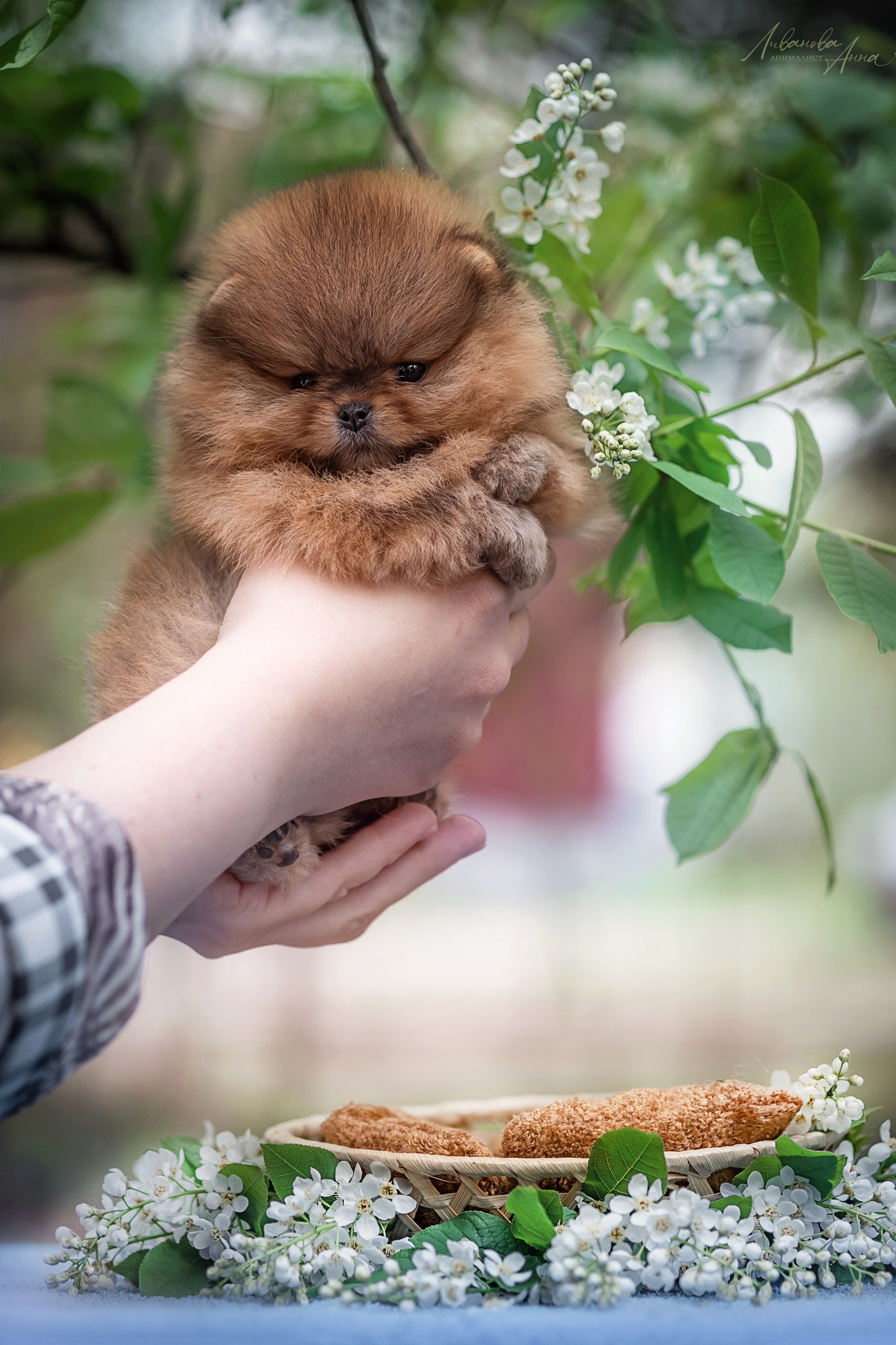 Шпицы. Фотограф анималист Аня Ливанова | Рыбинск