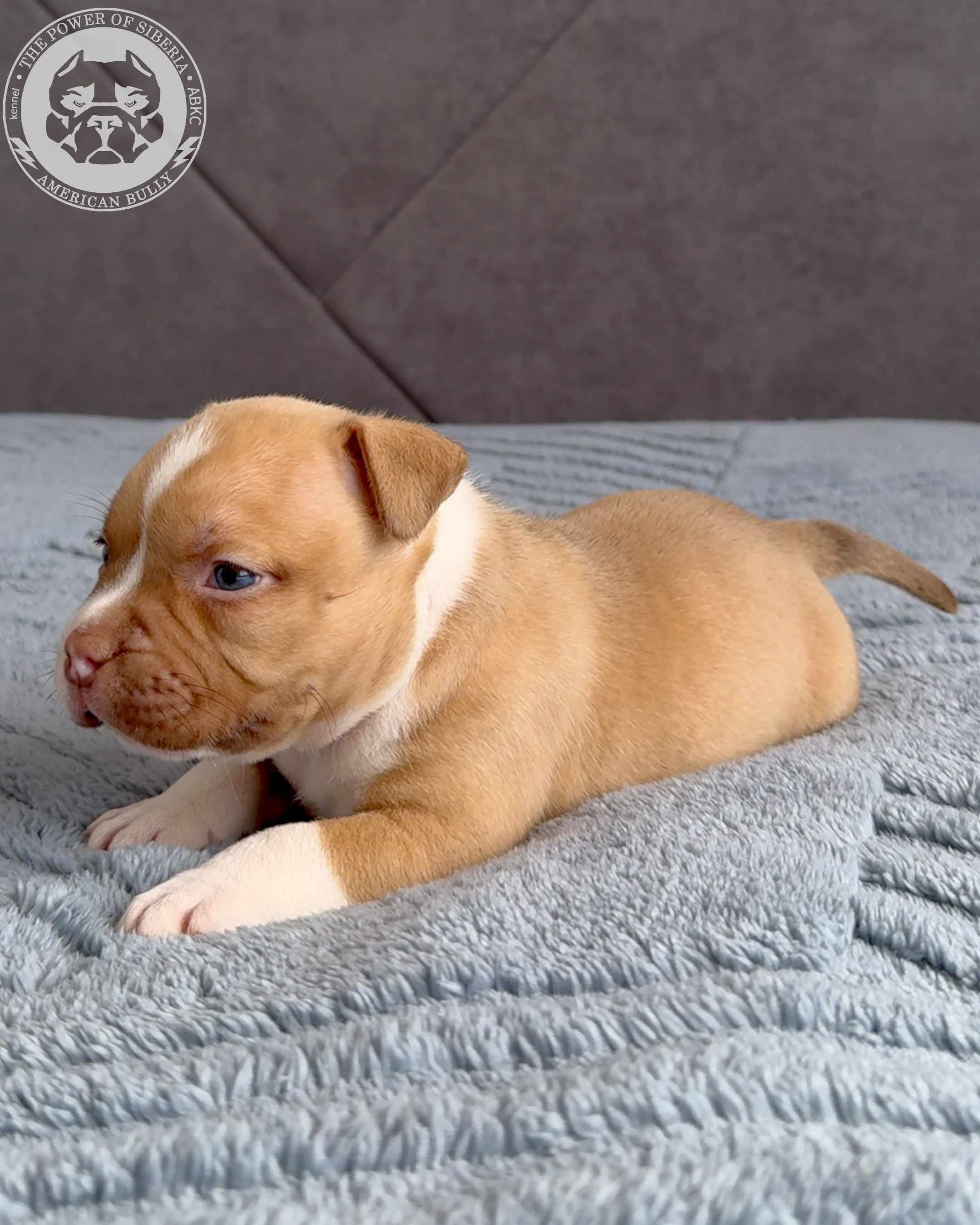 Свободные щенки Американский Булли, в типах покет, классик, стандарт. Американский Булли в г. Ростов-на-Дону. Питомник THE POWER OF SIBERIA