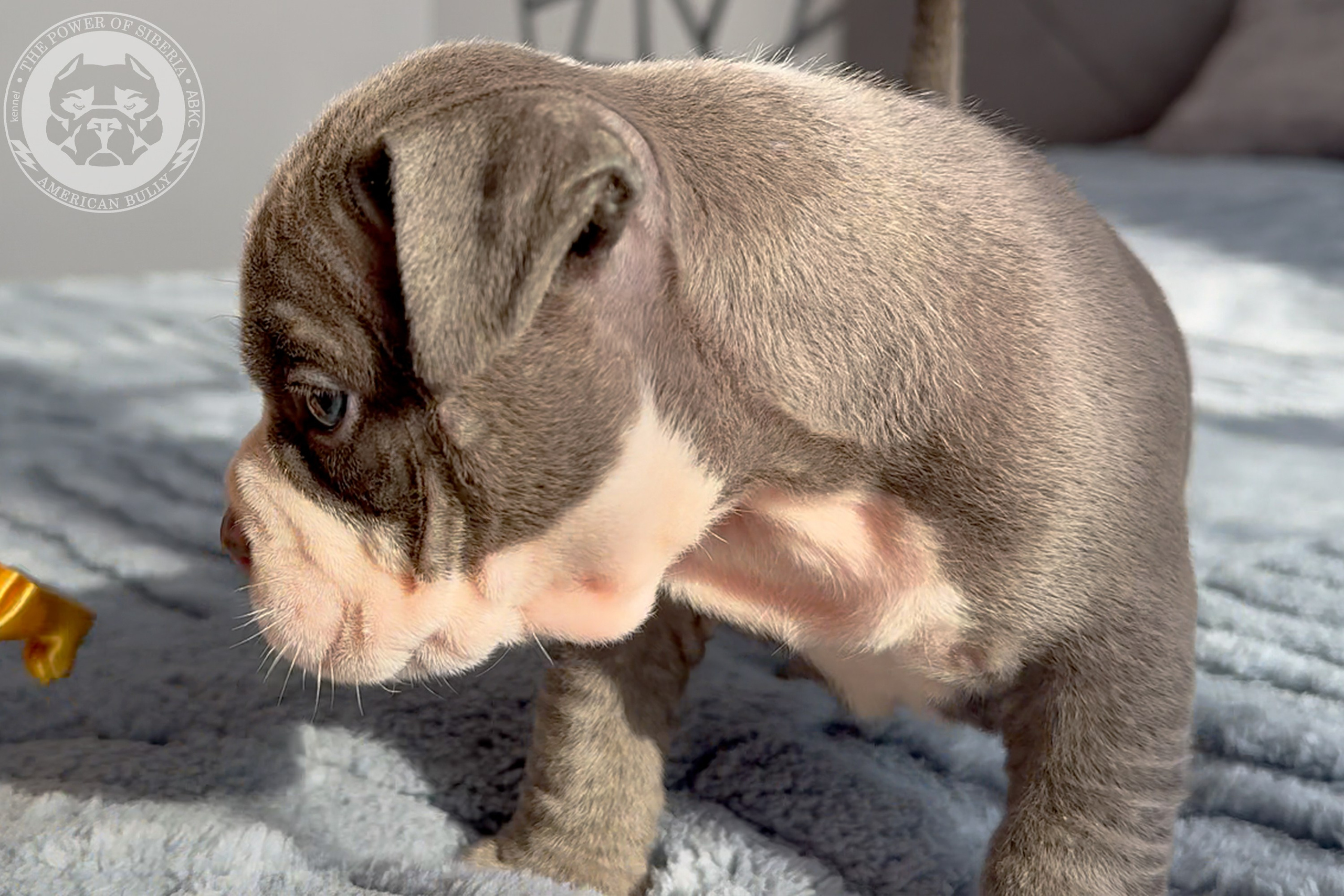 Свободные щенки Американский Булли стандарт и Свободные щенки Американский Булли классик. Американский Булли в г. Ростов-на-Дону. Питомник THE POWER OF SIBERIA