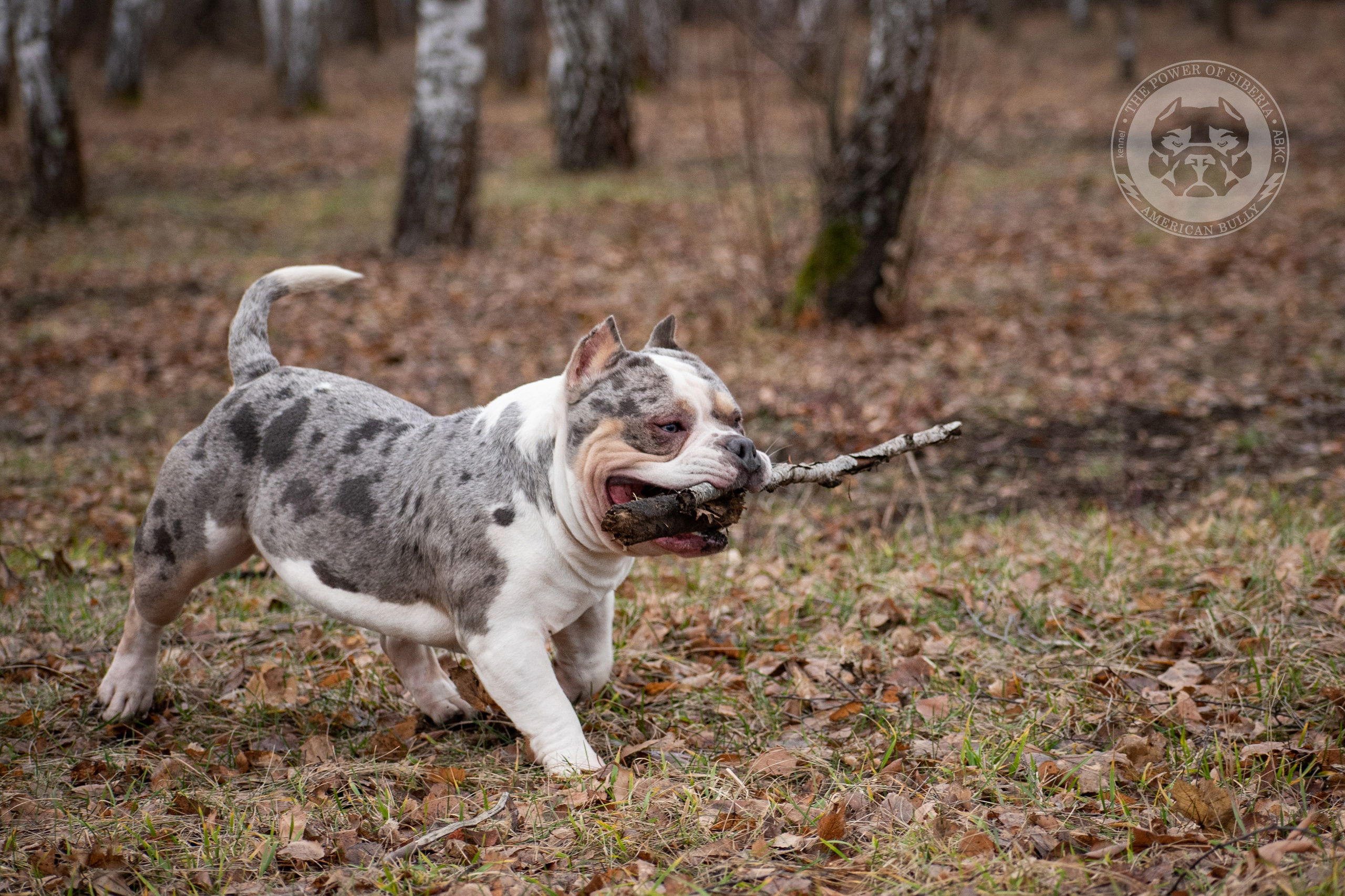 Январские фотографии Каспера (дубль). Американский Булли в г. Ростов-на-Дону. Питомник THE POWER OF SIBERIA