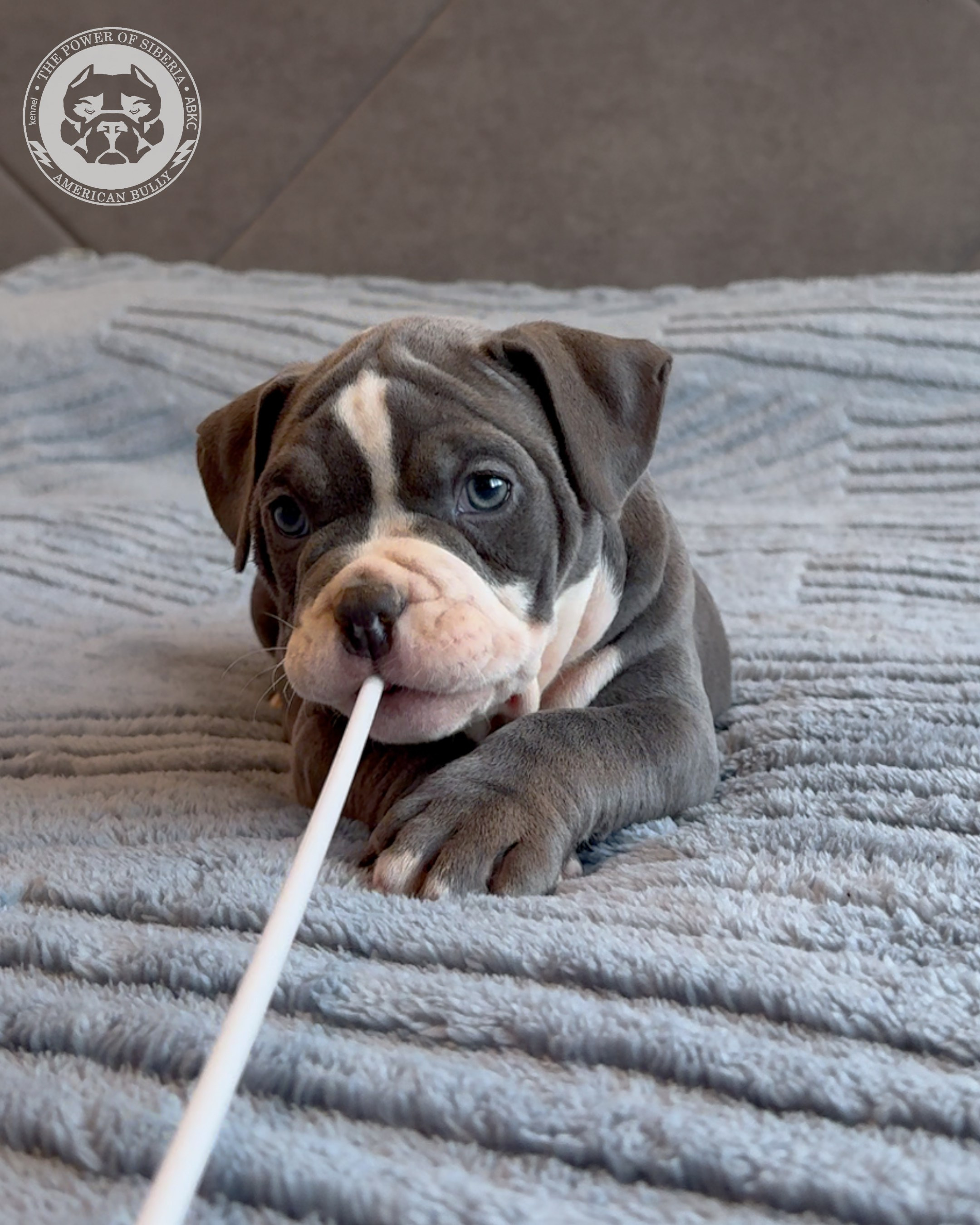 Свободные щенки Американский Булли, в типах покет, классик, стандарт. Американский Булли в г. Ростов-на-Дону. Питомник THE POWER OF SIBERIA