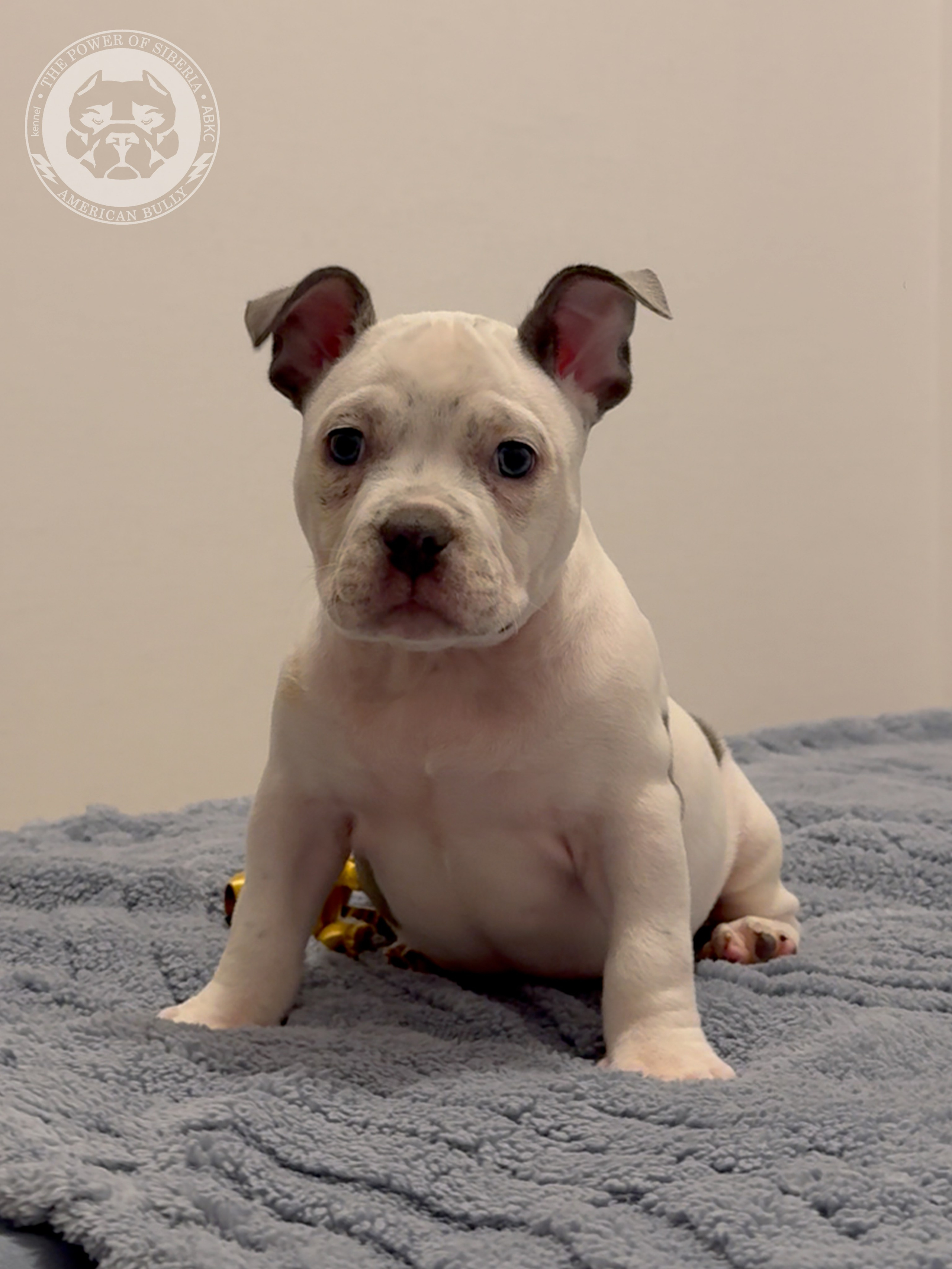 Свободные щенки Американский Булли, в типах покет, классик, стандарт. Американский Булли в г. Ростов-на-Дону. Питомник THE POWER OF SIBERIA