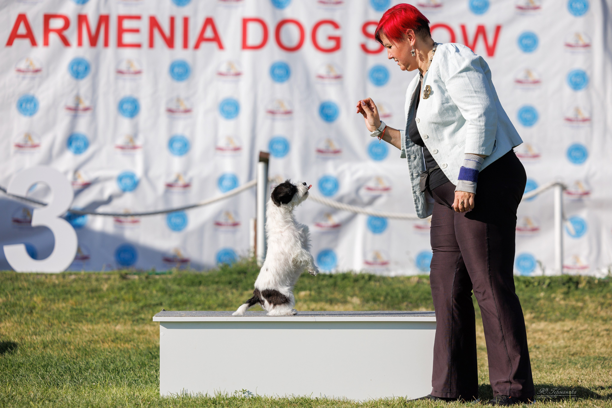 Ереван 3хCACIB 23-25.06.2025. Фотограф-анималист Юлия Германика