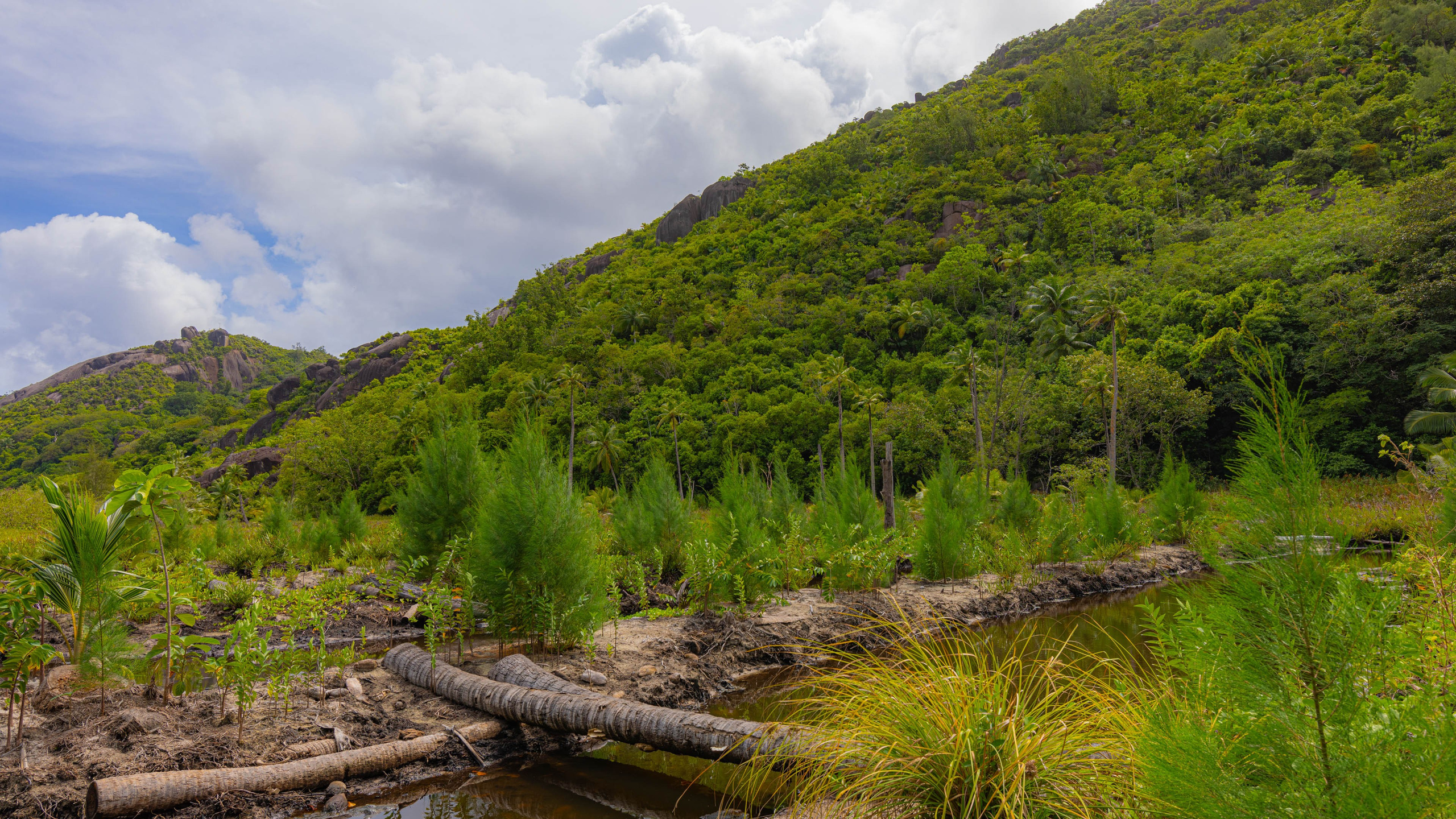 2025 07 Сейшелы (Маэ). Фотографии