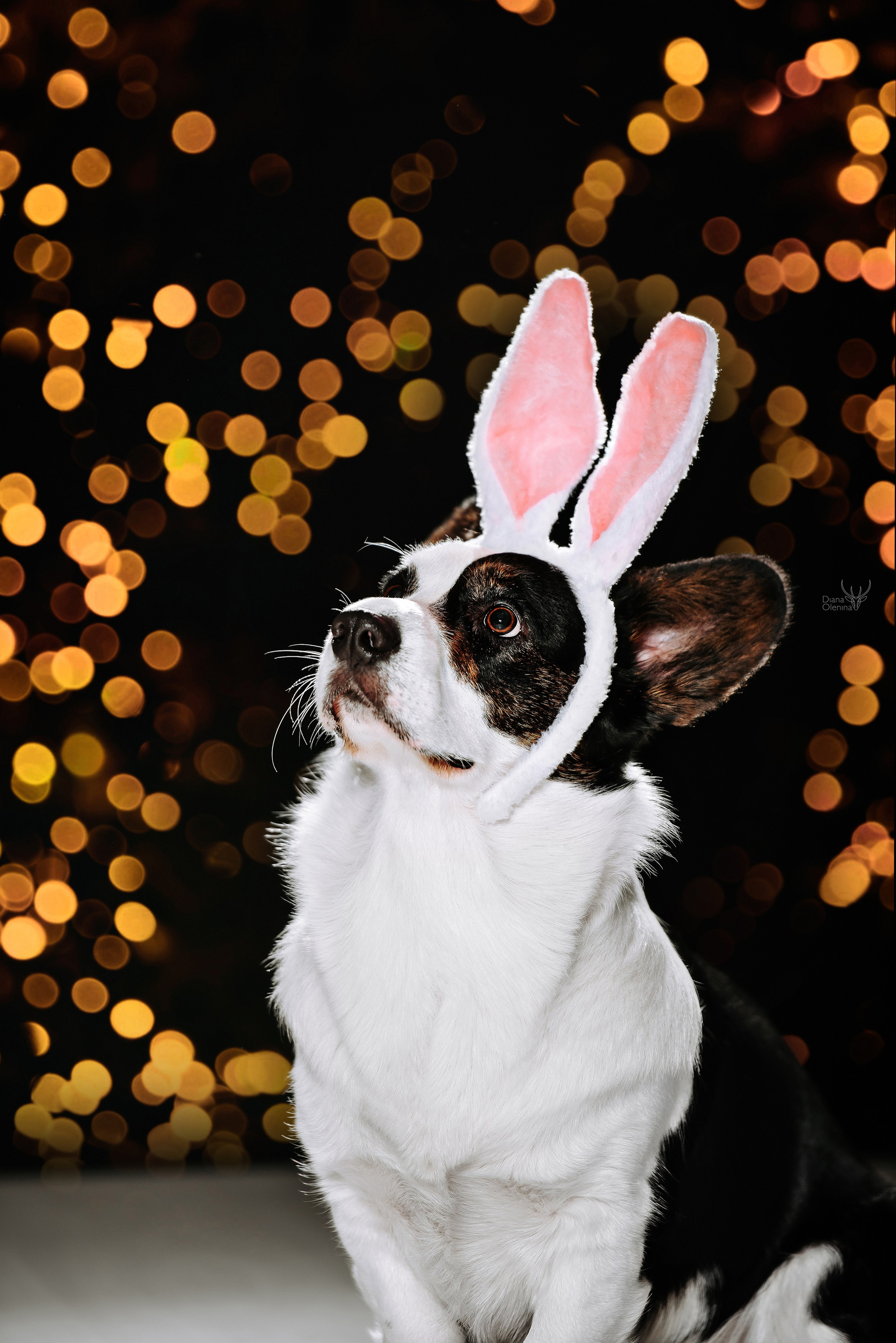 Собаки фоны. Фотограф Диана Оленина Красноярск / Братск