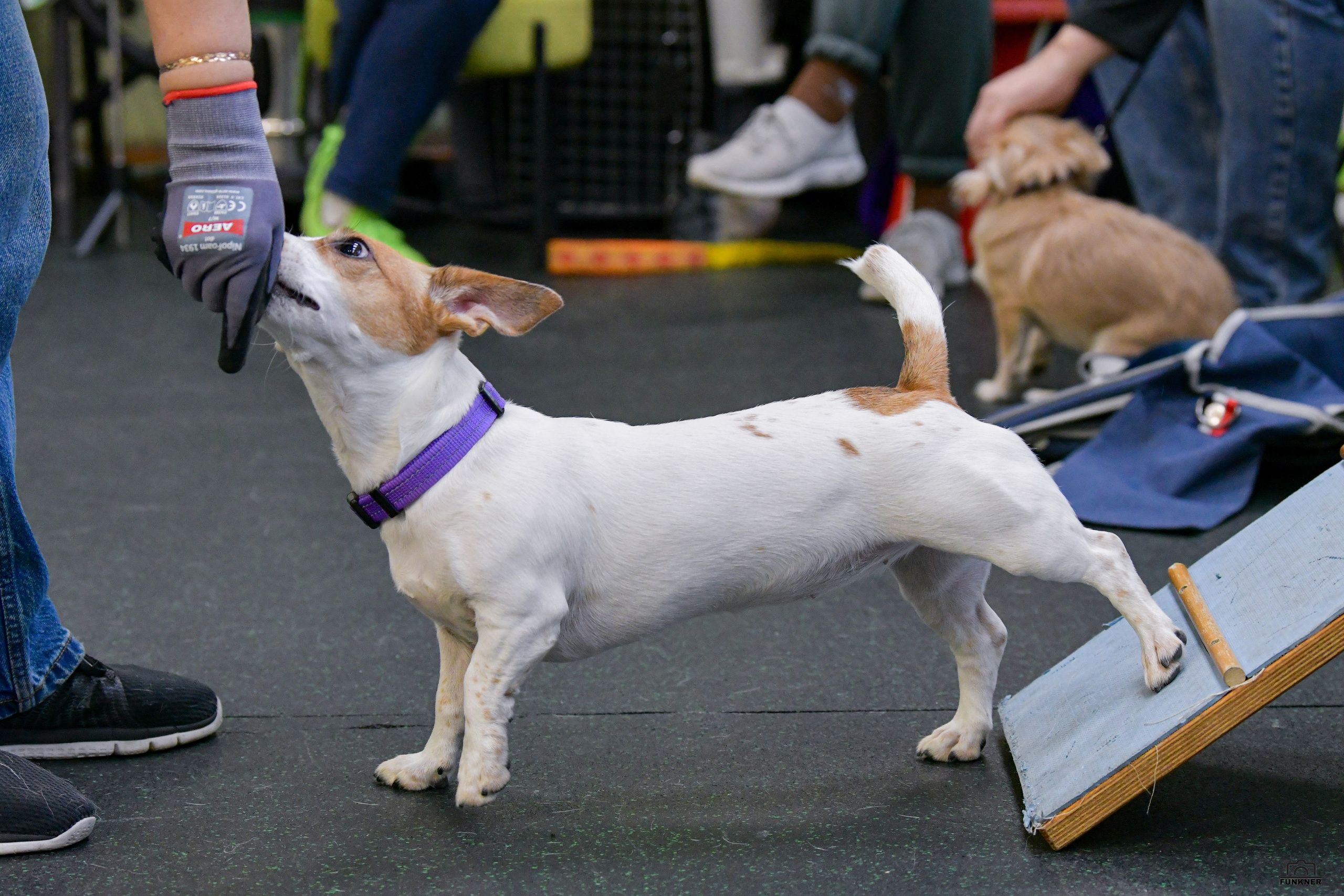 Кинологический клуб «Бодрый хвост». Свой взгляд через объектив