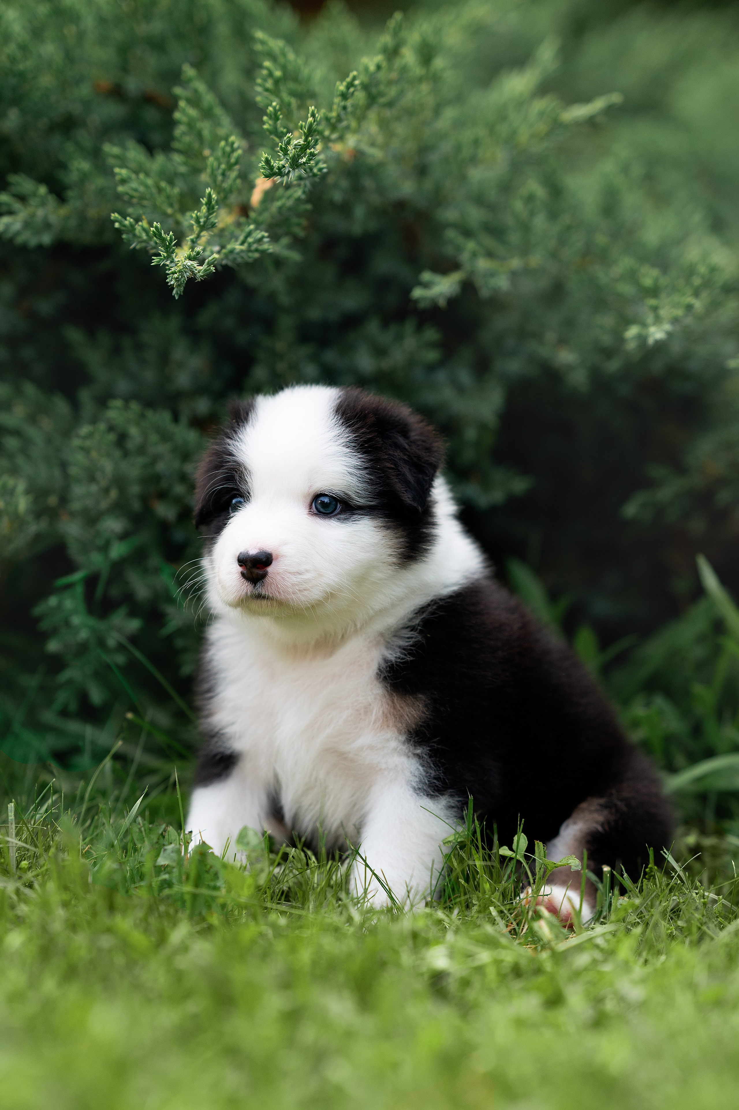 Заводчик Елизавета Степанова. Творческий фотограф Вологда