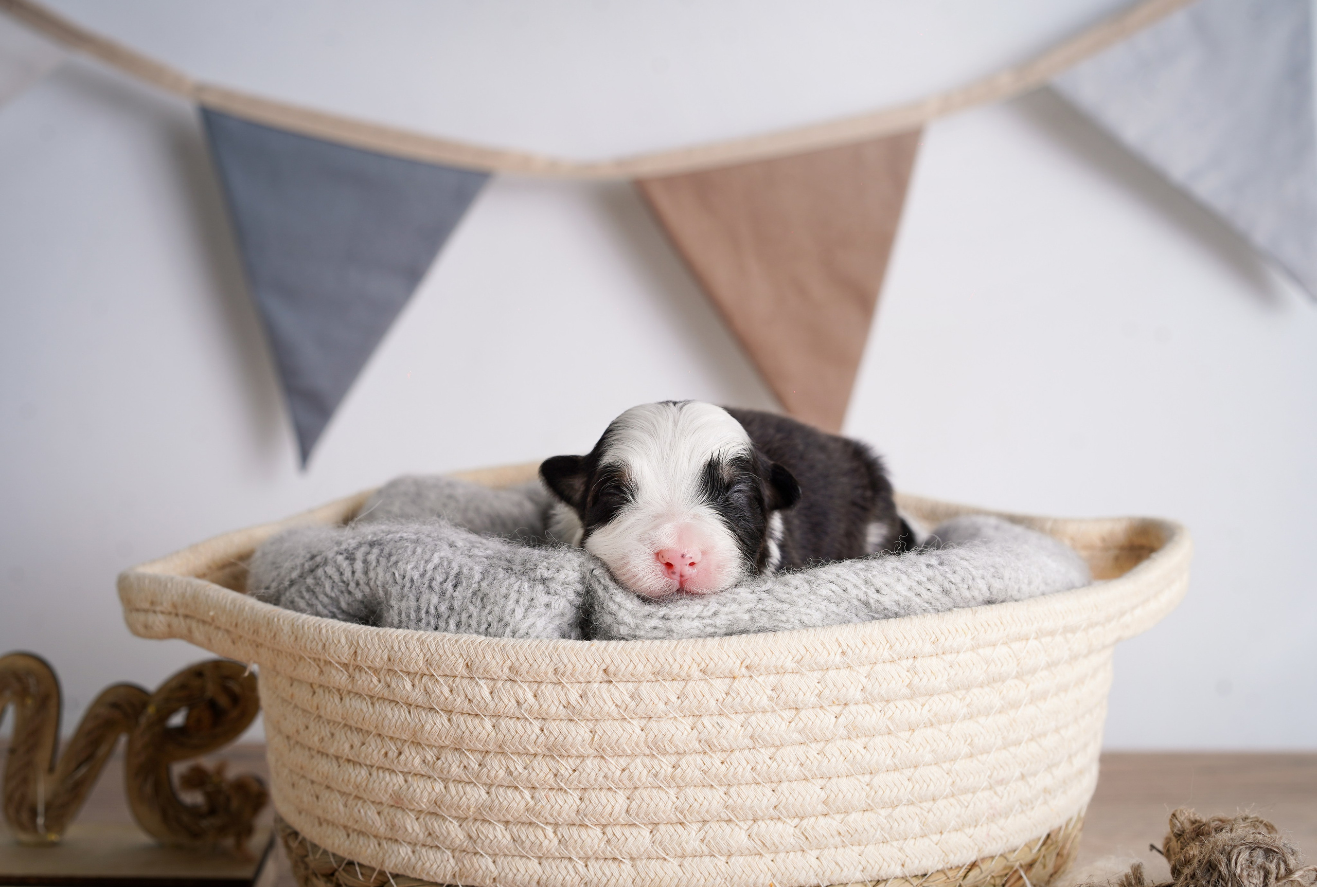 Щенки аусси. Фотограф-анималист в Санкт-Петербурге Яна Мартынова