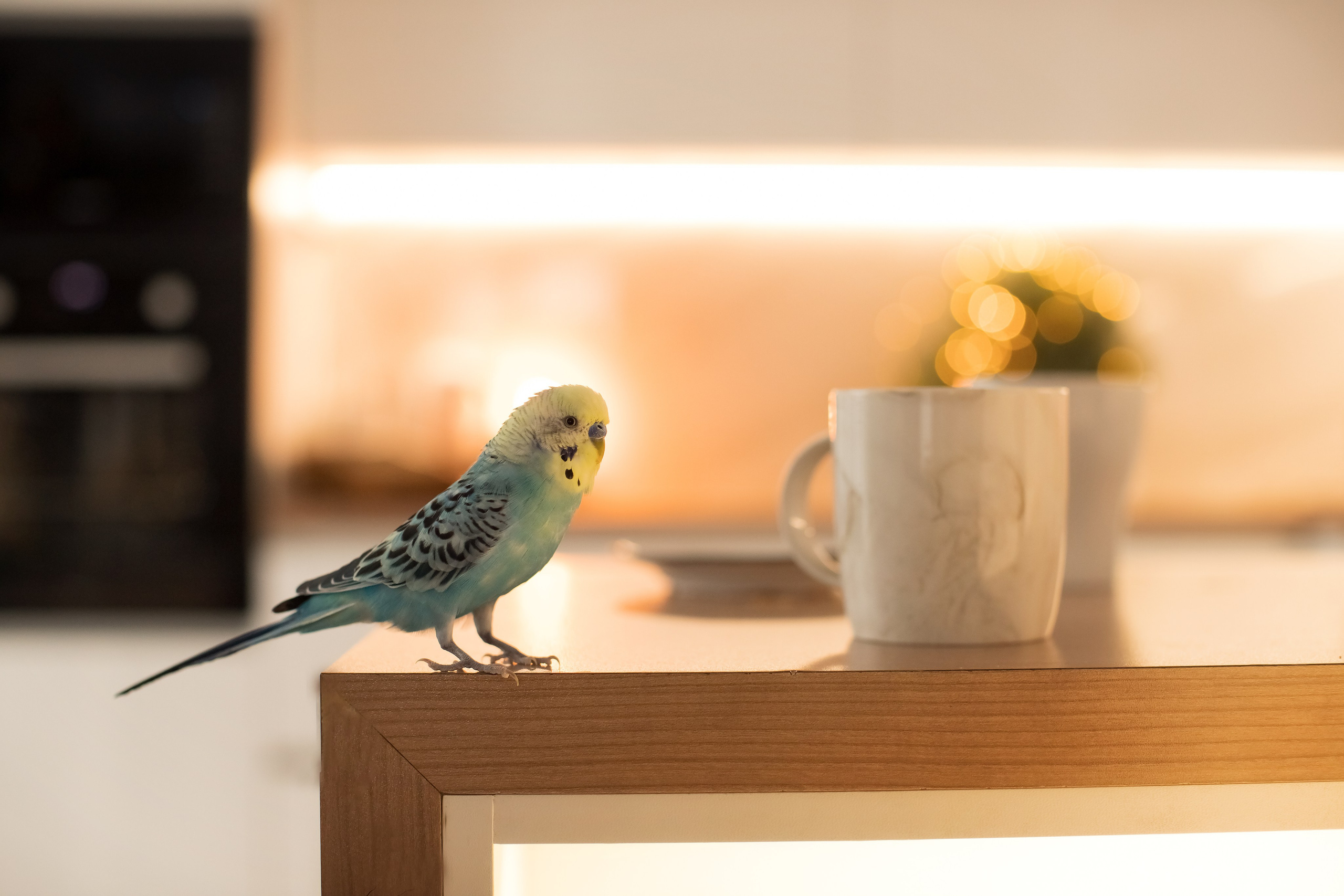 Воркшоп " Домашняя фотосессия». Семейный и детский фотограф в Саратове Полина Коткина