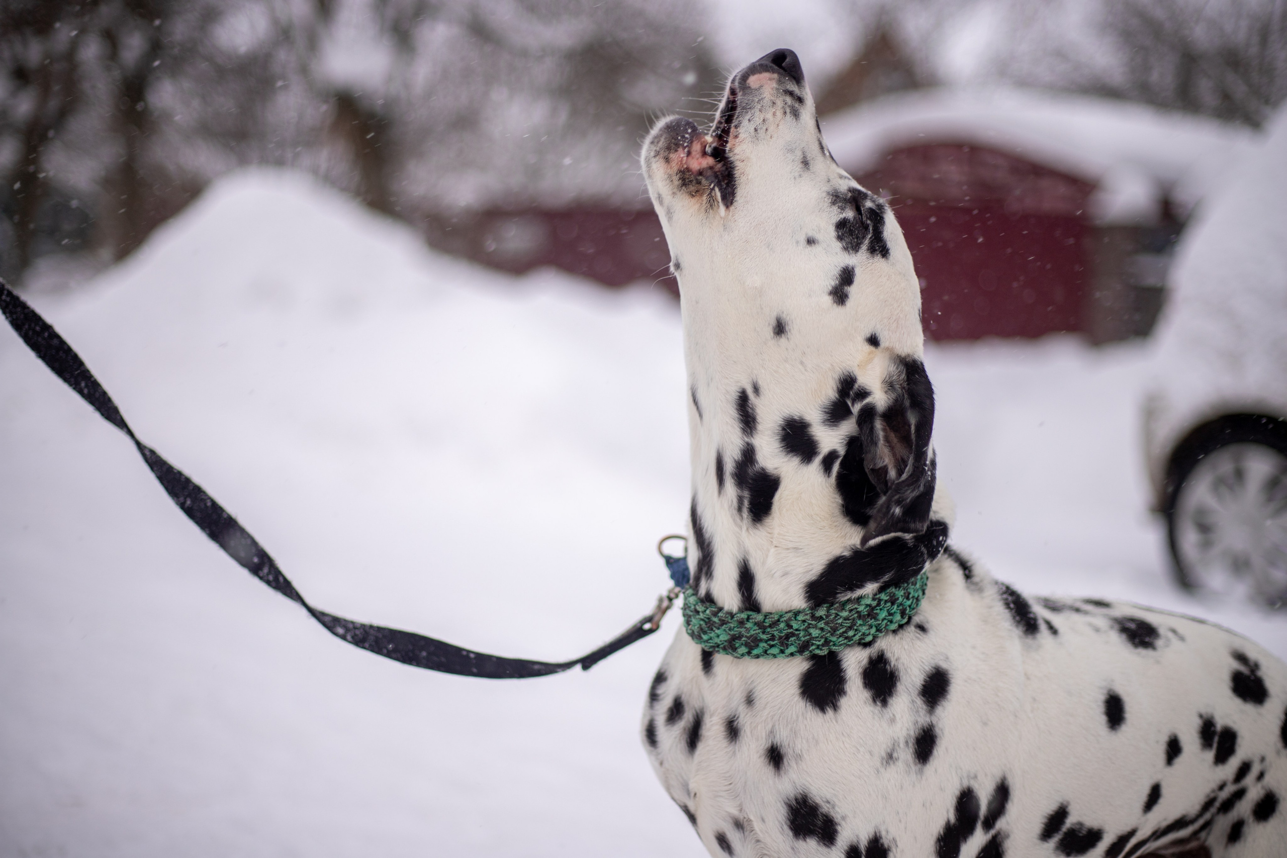 Домашние питомцы. Фотосессии с лошадьми в Москве и МО