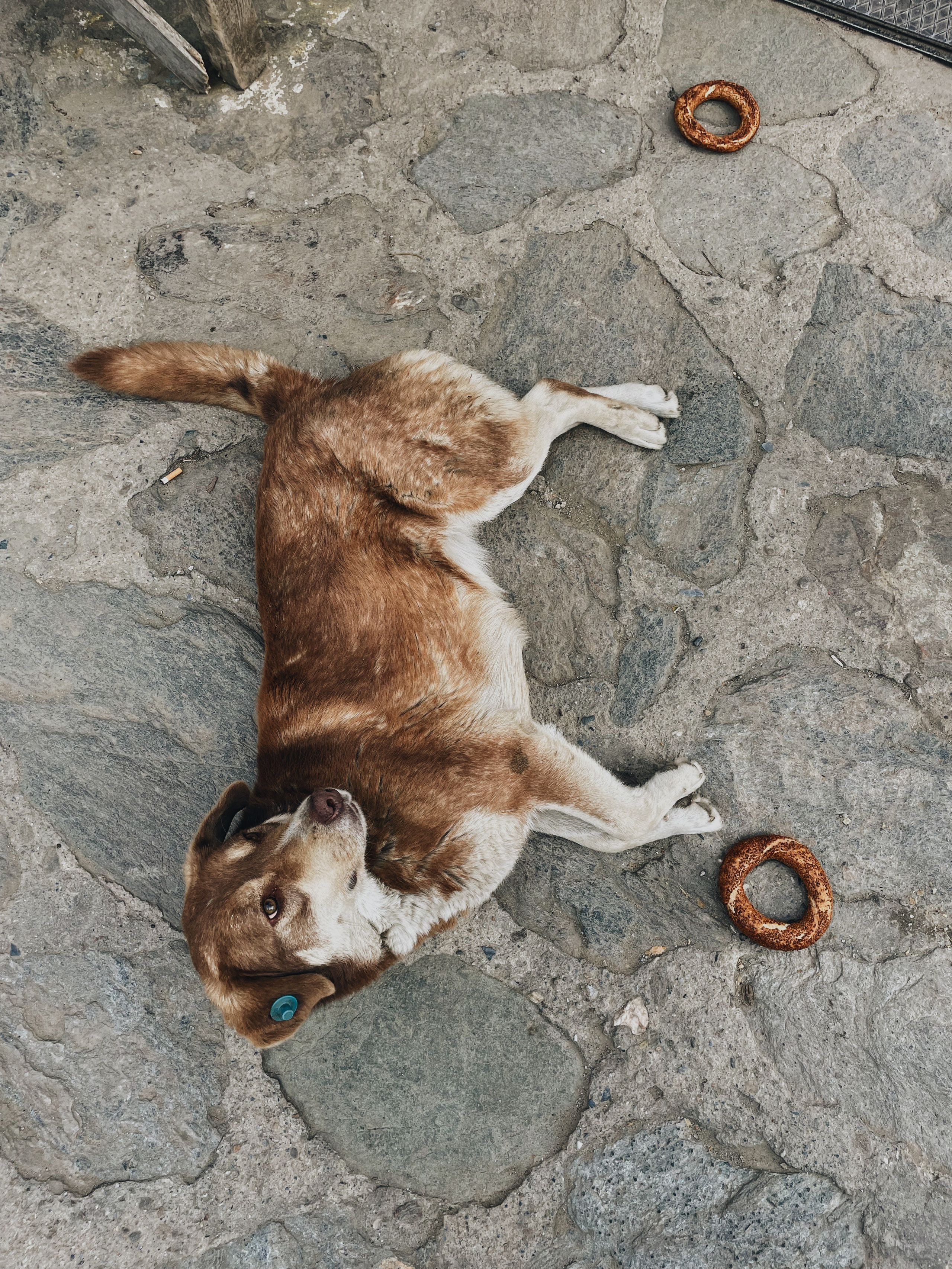 Путешествие по Турции на машине — купить путеводитель 