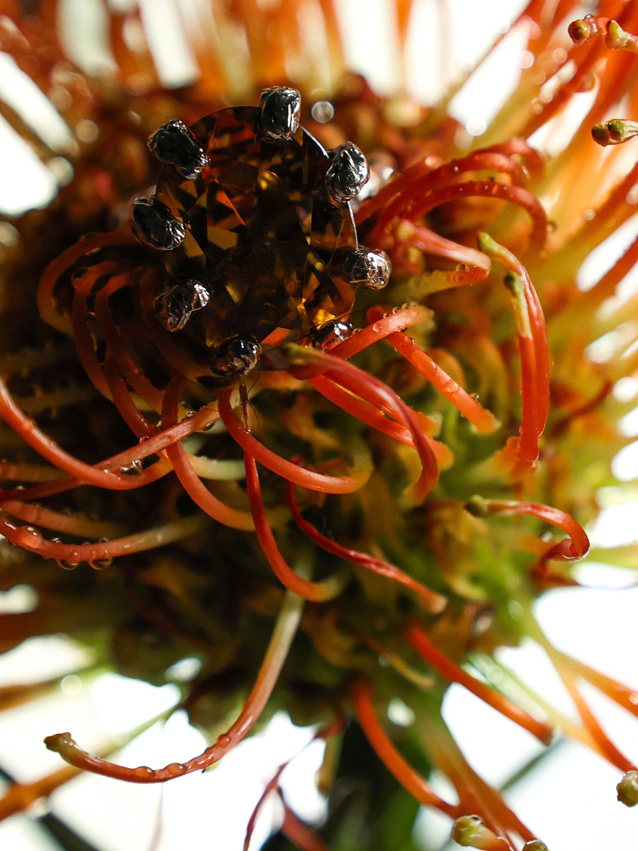 OUTBREAK. Фотограф Москва Грошева Софья