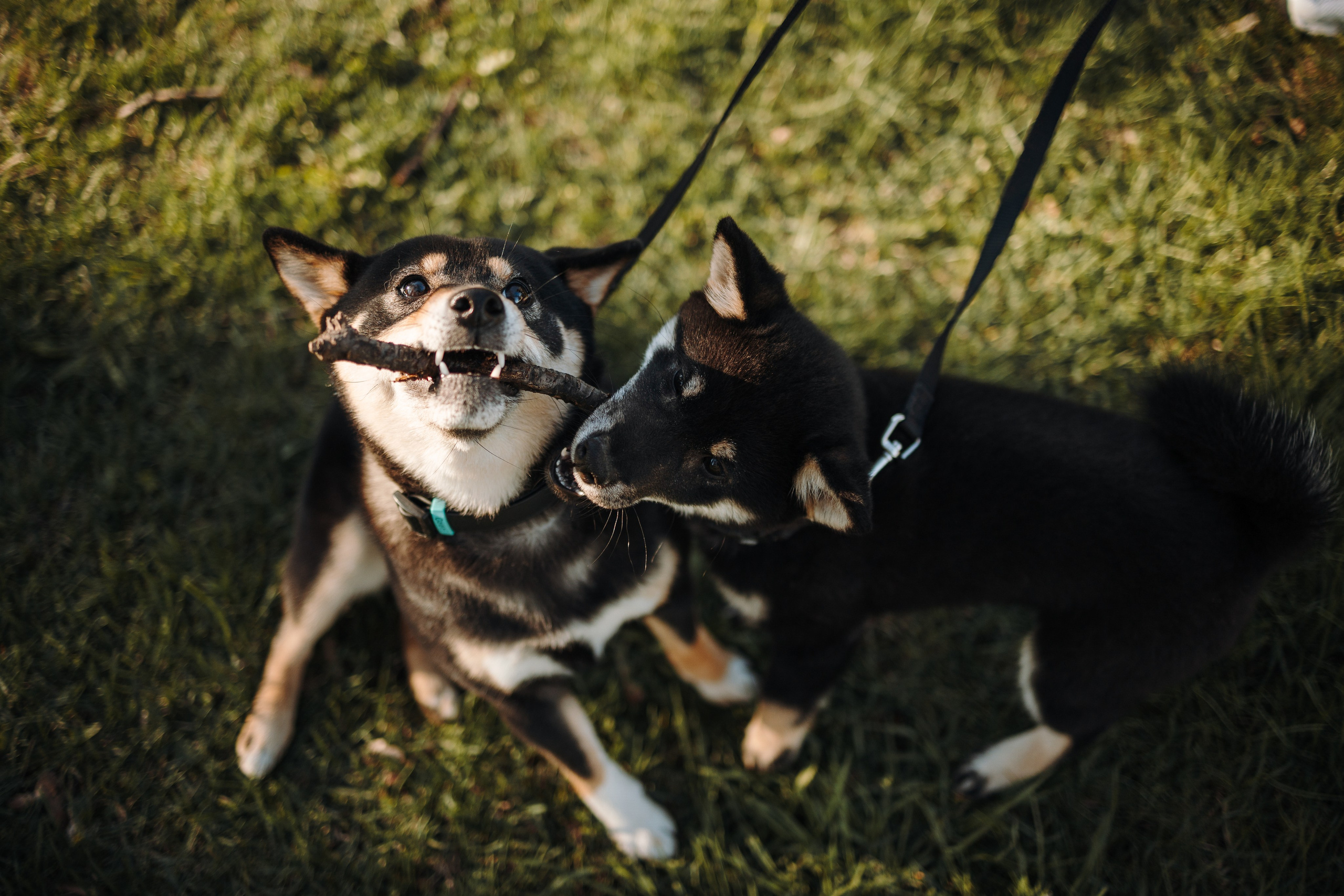 Даша и ее девочки. Фотограф — Анималист | Санкт-Петербург