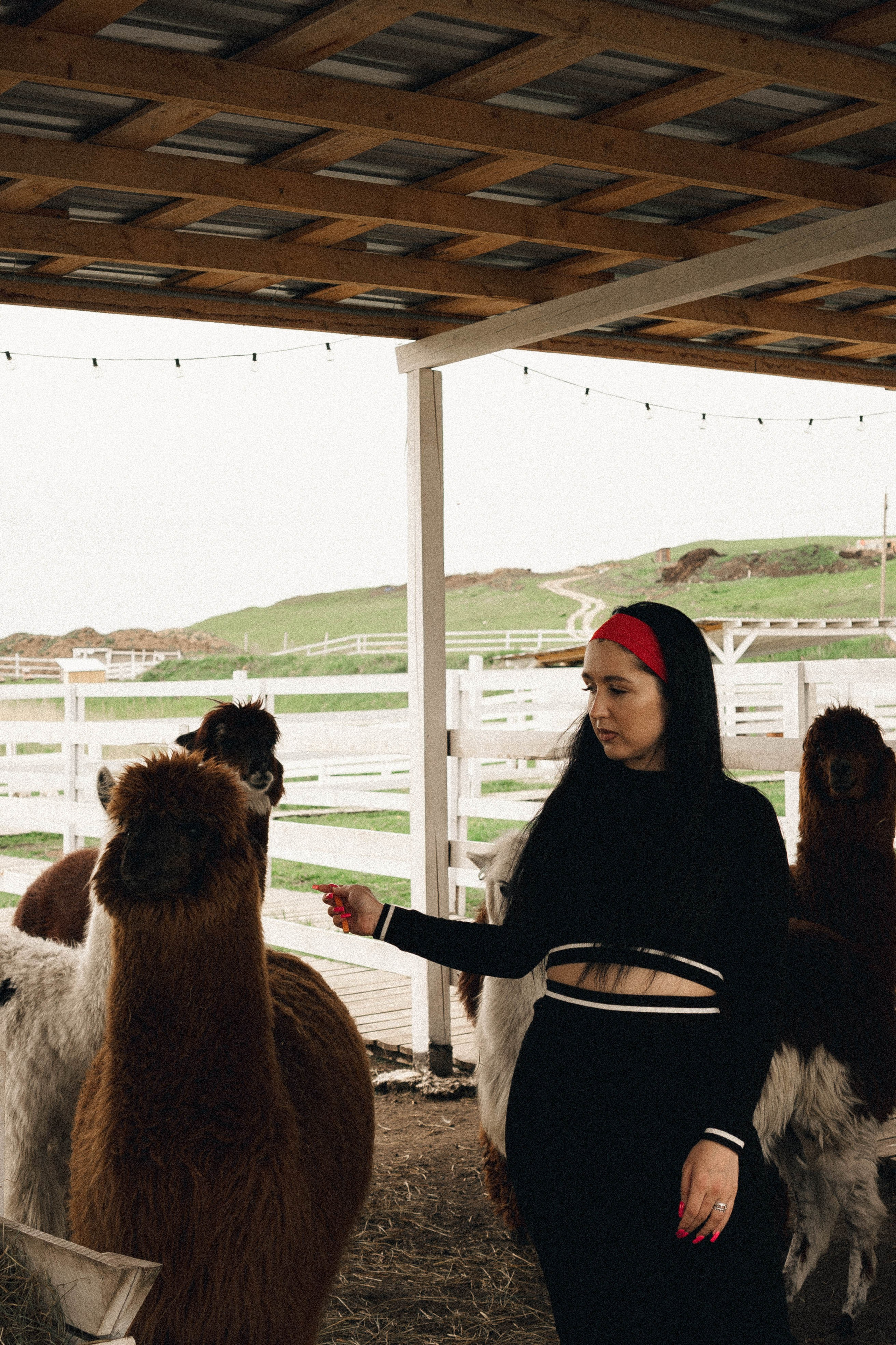 Ферма Альпак. Профессиональный фотограф, Санкт-Петербург — Виктория Богомолова