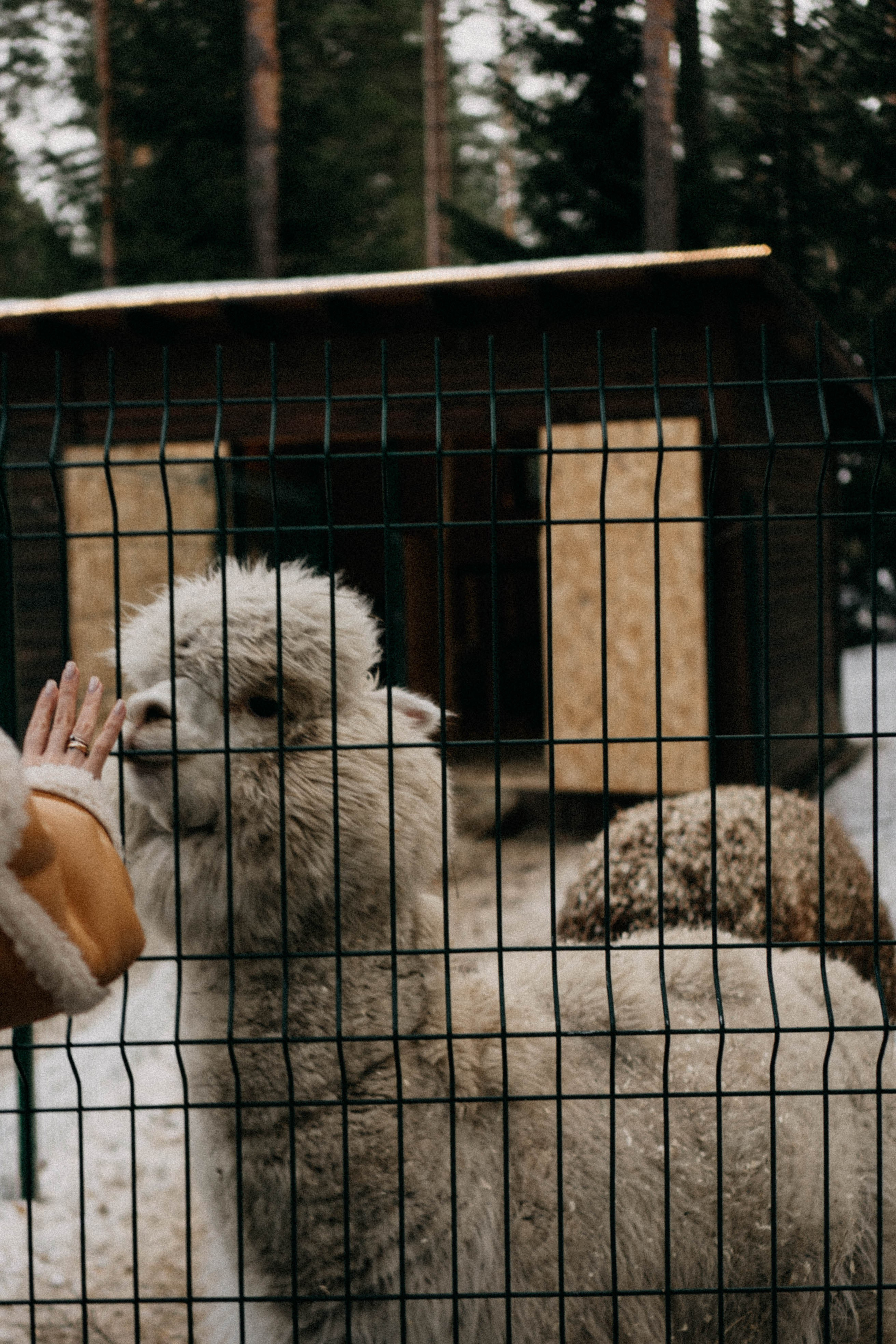 Каток. Профессиональный фотограф, Санкт-Петербург — Виктория Богомолова
