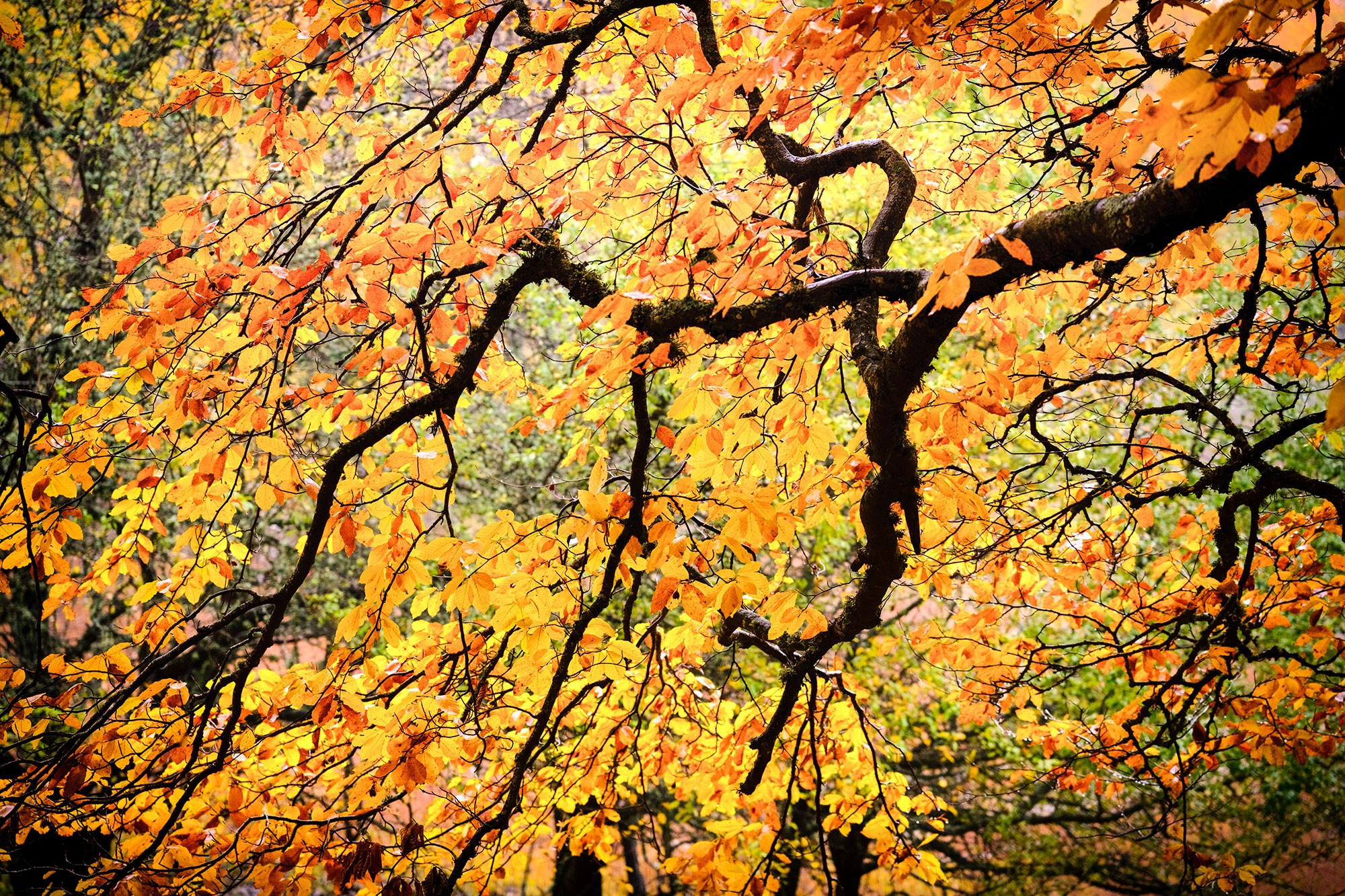 «Золотая осень в Крыму 2025»