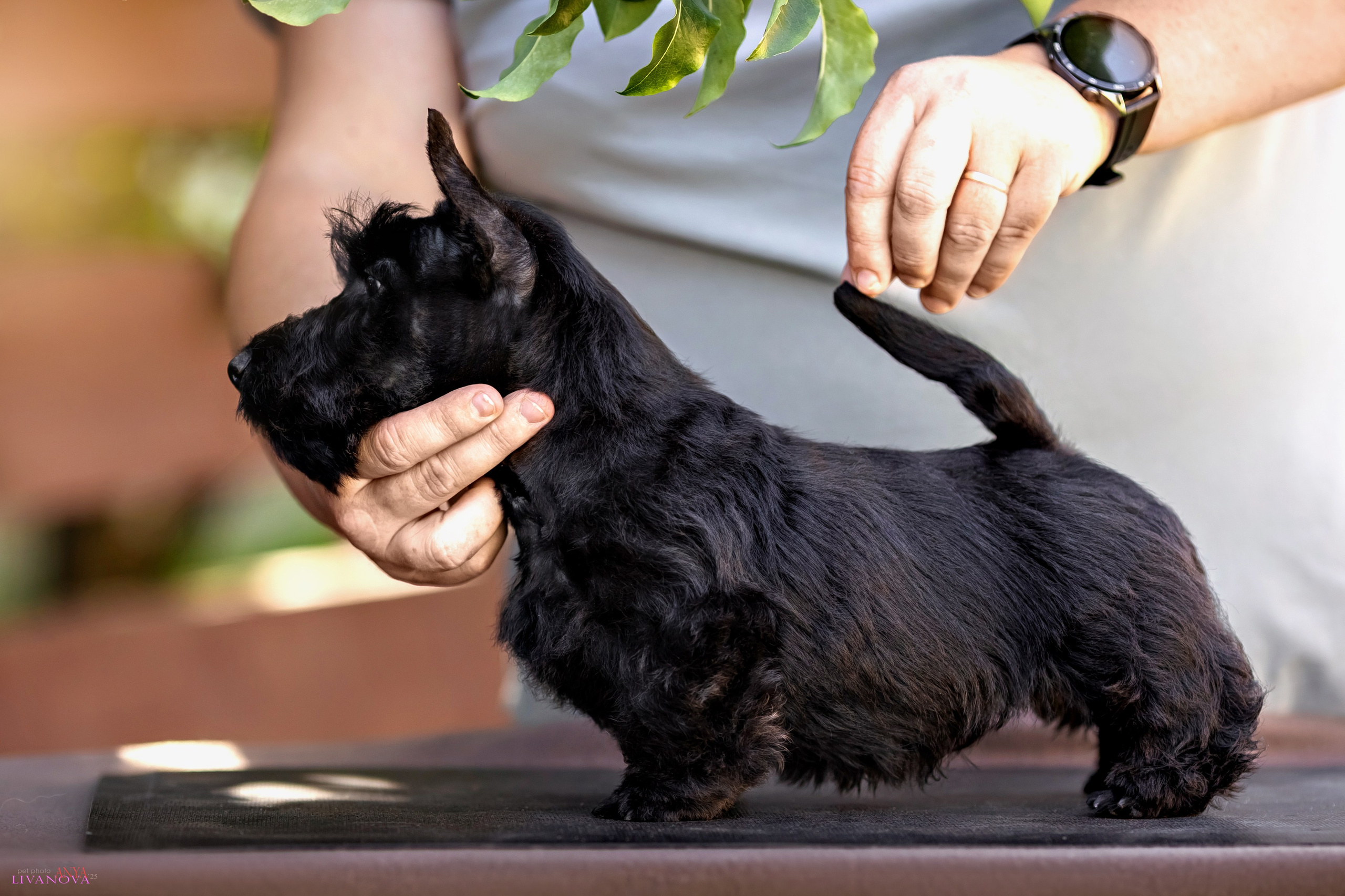 Скотчики. Фотограф анималист Аня Ливанова | Рыбинск