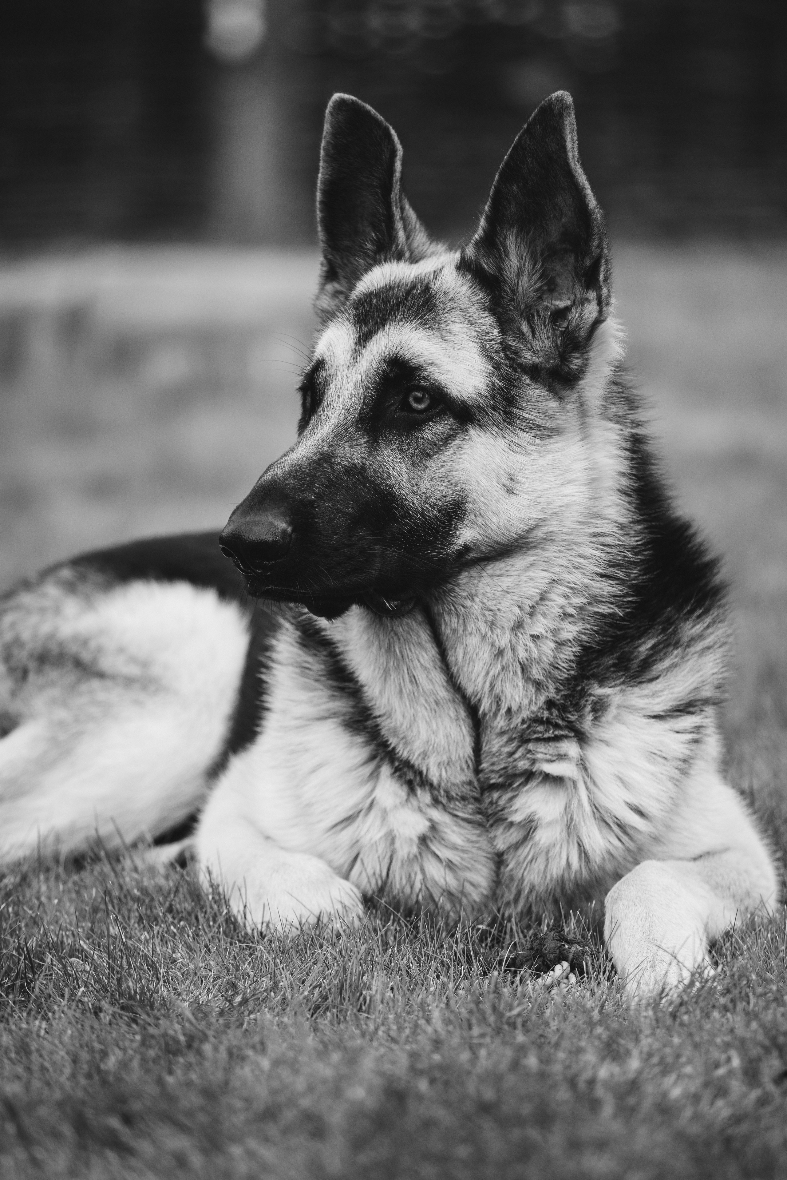 Серия B&W. Фотограф Андрей Спрогис, съемка портретов, семейная фотосъемка, фотосъемка беременных в Москве. https://asprogis.ru