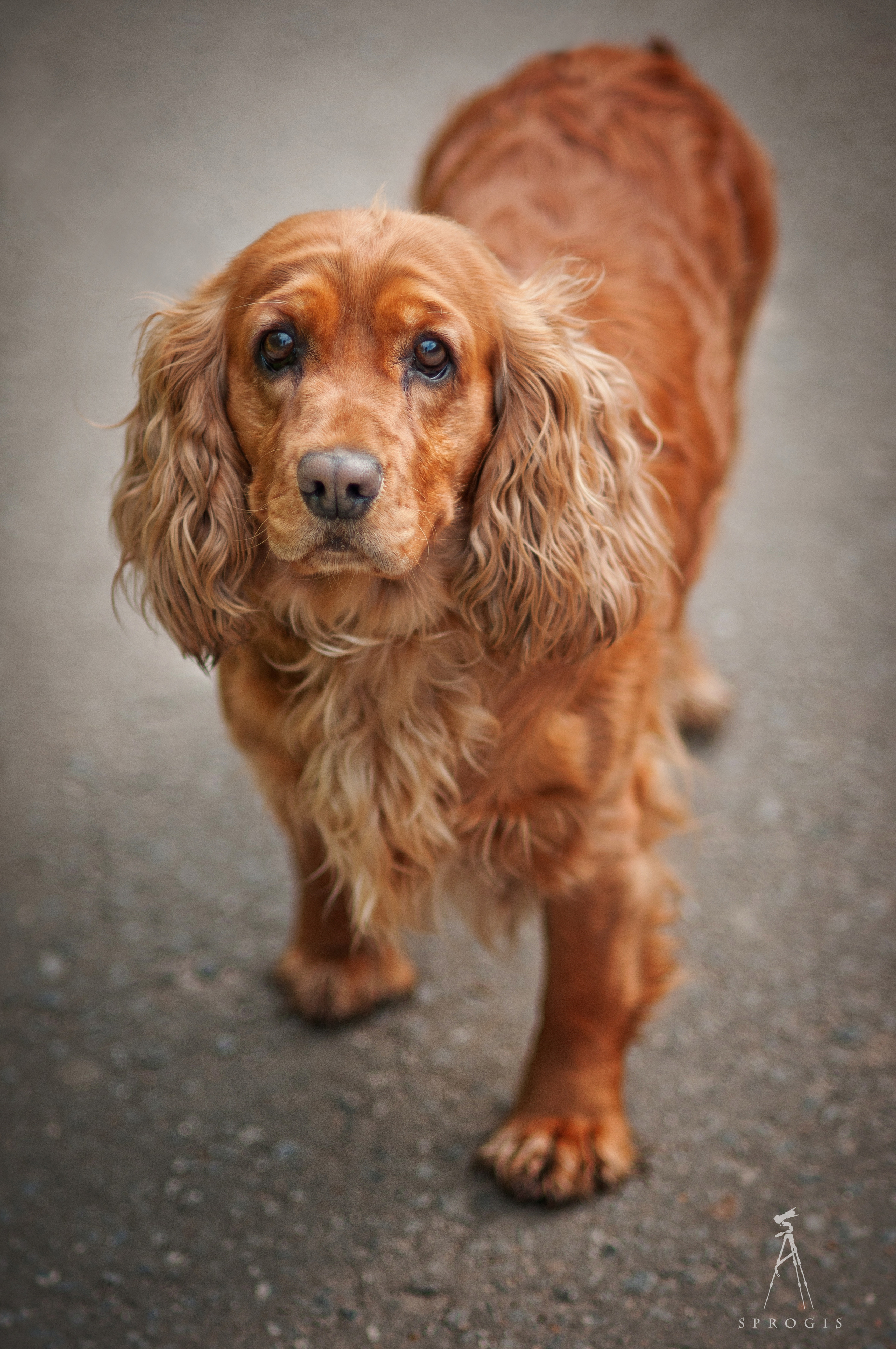 Мудрый портрет. Серия "Дикий мир". Фотограф Андрей Спрогис, съемка портретов, семейная фотосъемка, фотосъемка животных и мероприятий, съемка домашних питомцев. https://asprogis.ru