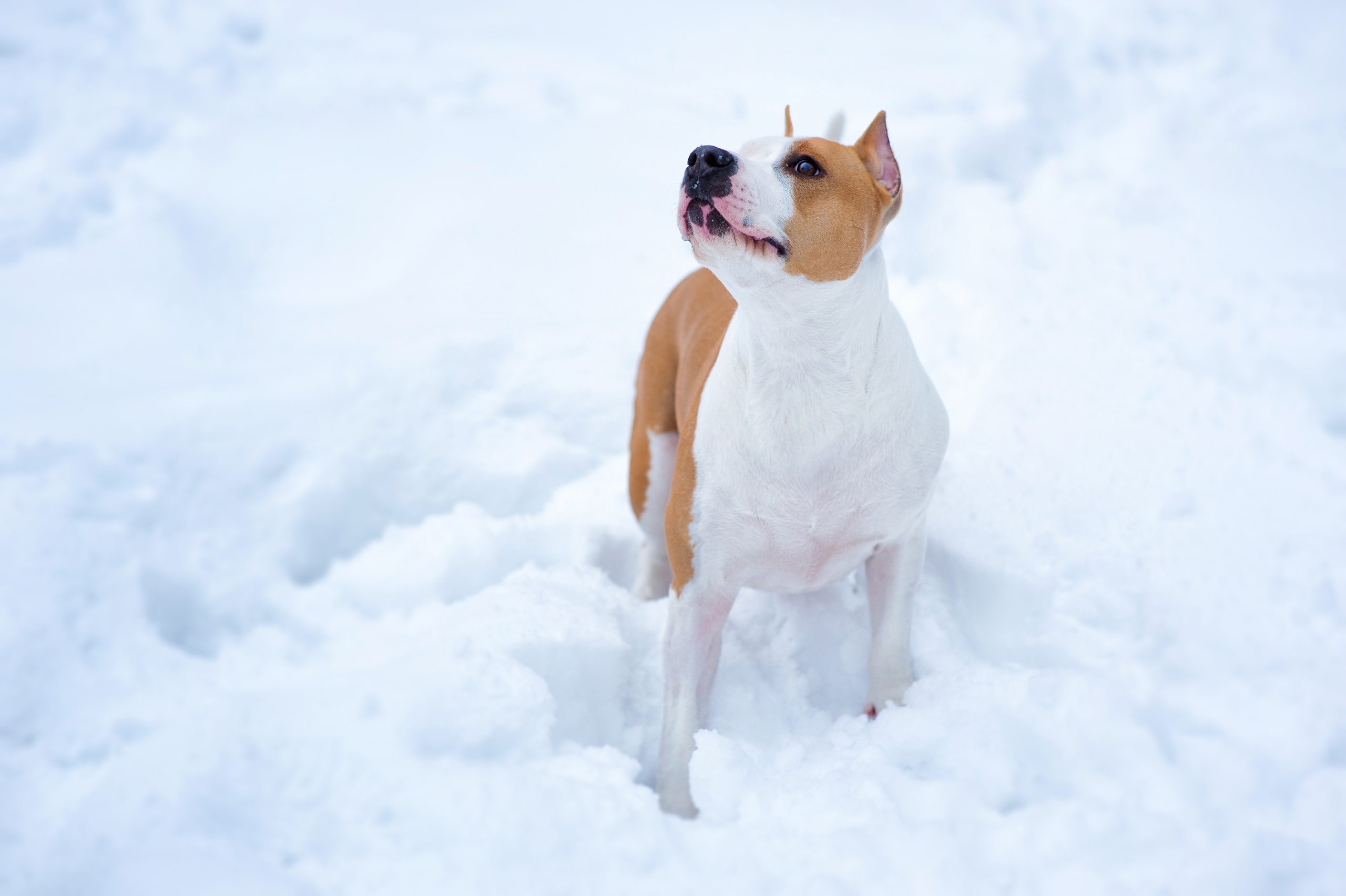 Зимний портрет Стаффа. Серия "Дикий мир". Фотограф Андрей Спрогис, съемка портретов, семейная фотосъемка, фотосъемка животных и мероприятий, съемка домашних питомцев. https://asprogis.ru