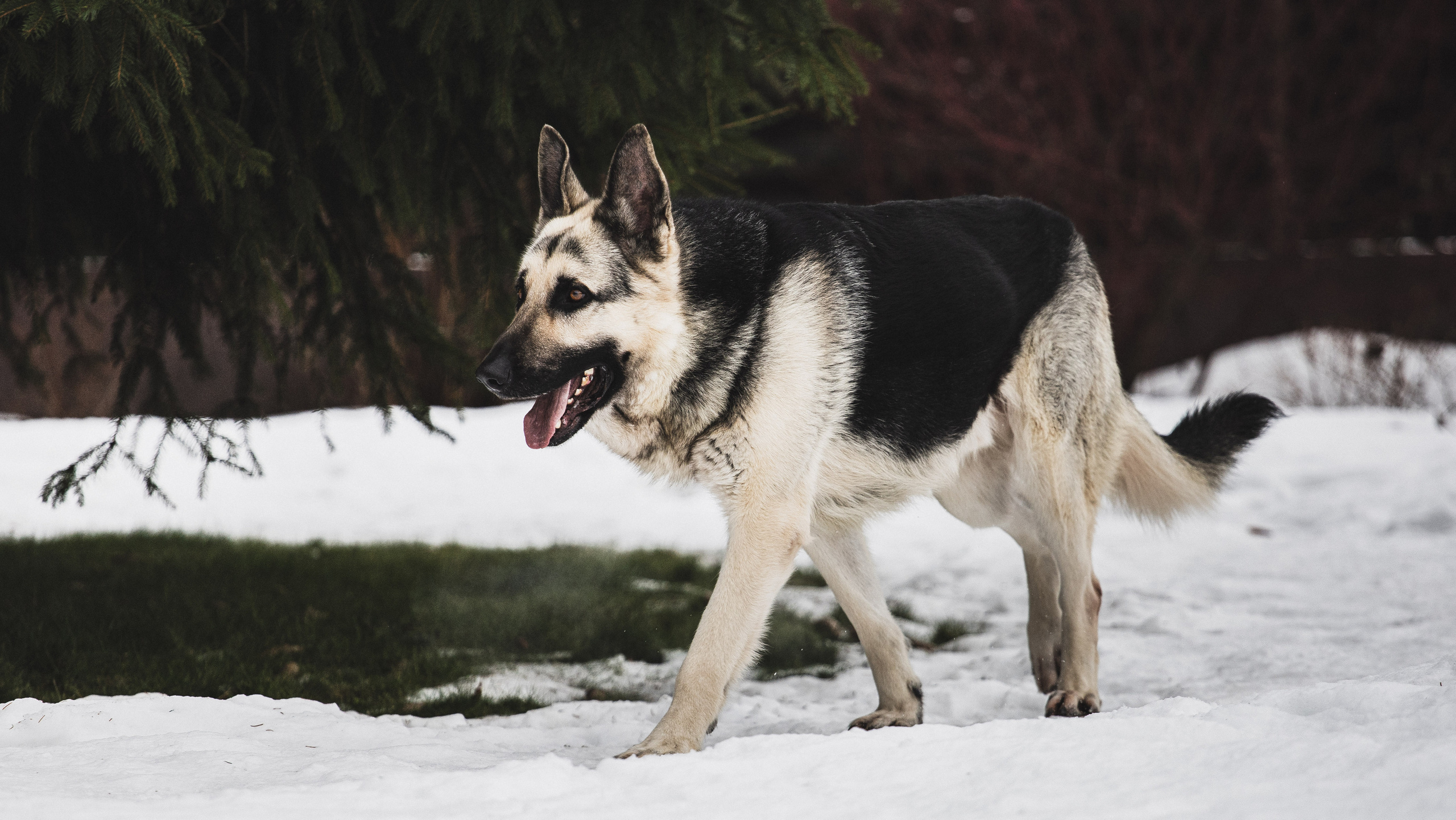 Питомцы. Фотограф Андрей Спрогис. Портретный и семейный фотограф в Москве Андрей Спрогис