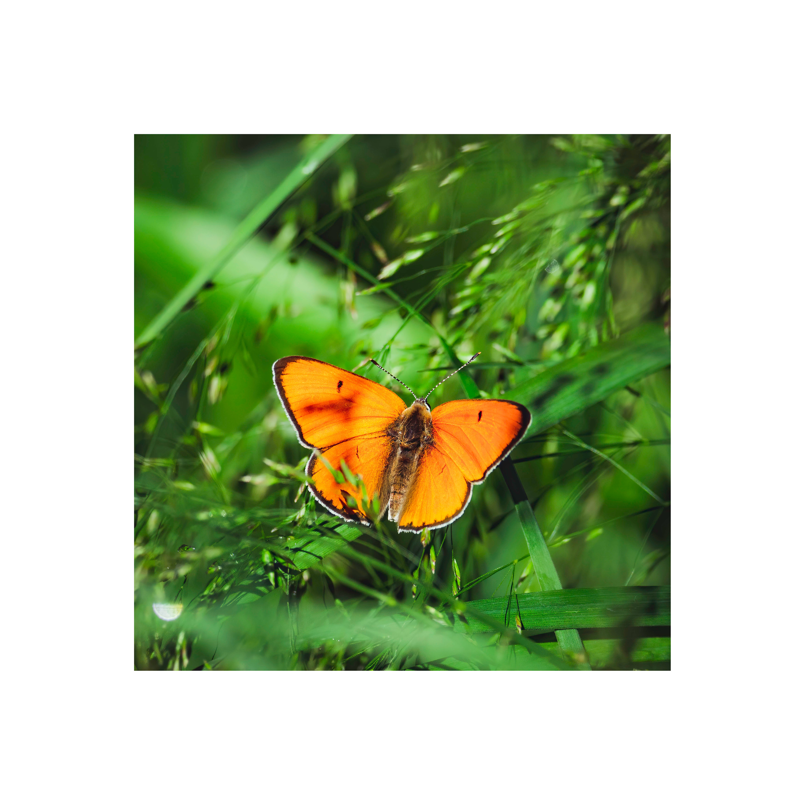 Эффект бабочки. Серия "Дикий мир". Фотограф Андрей Спрогис, съемка портретов, семейная фотосъемка, фотосъемка животных и мероприятий, съемка домашних питомцев. https://asprogis.ru