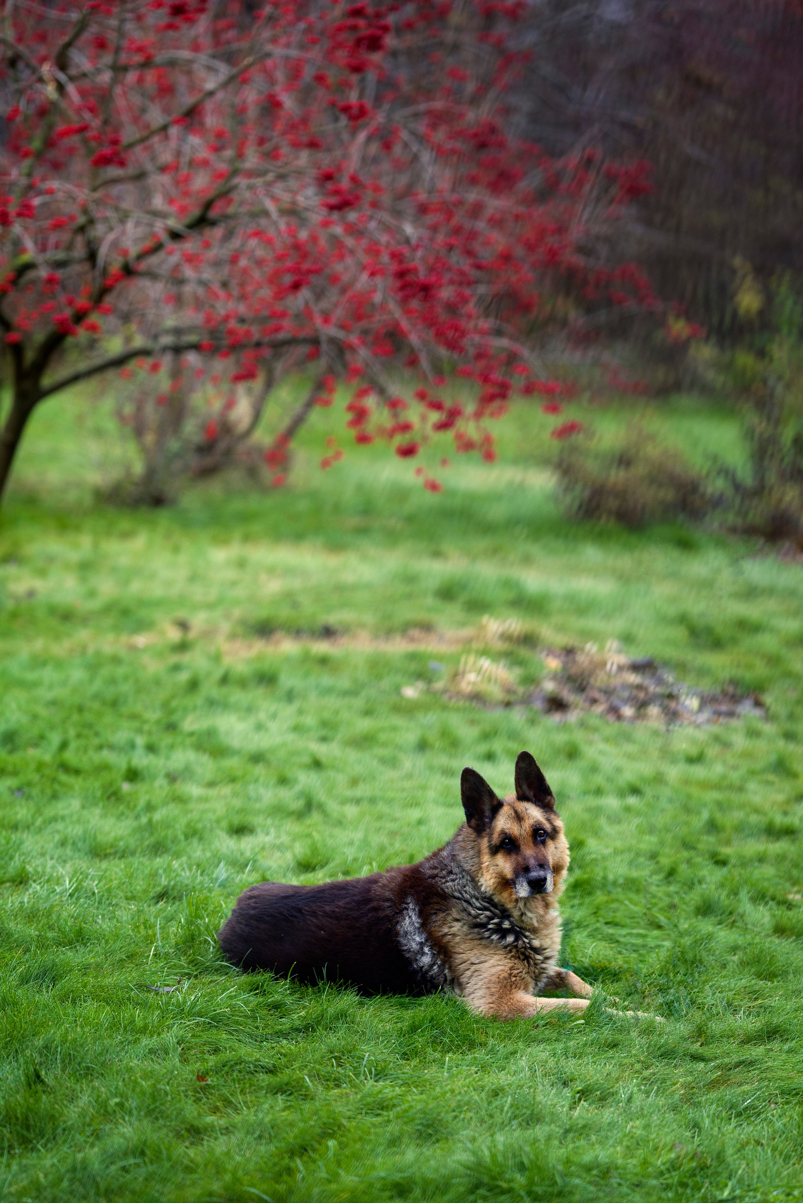 Портрет овчарки. Серия "Дикий мир". Фотограф Андрей Спрогис, съемка портретов, семейная фотосъемка, фотосъемка животных и мероприятий, съемка домашних питомцев. https://asprogis.ru