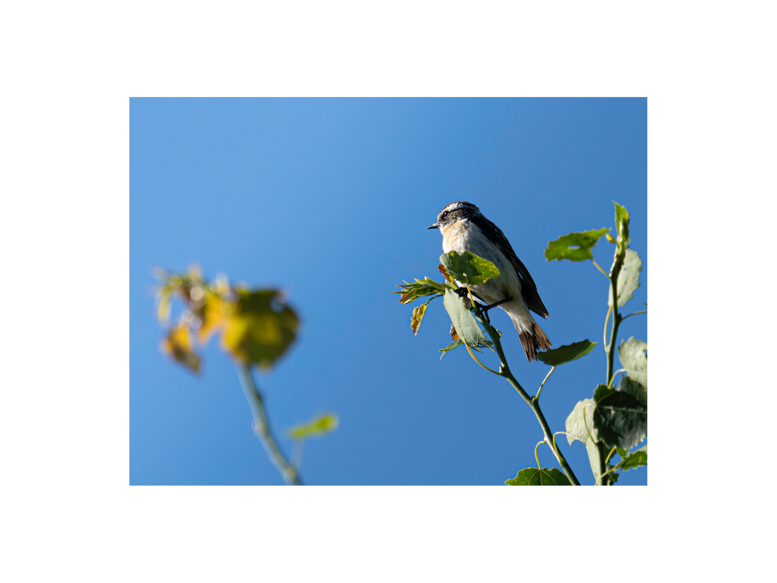 Солнечная птичка. Серия "Дикий мир". Фотограф Андрей Спрогис, съемка портретов, семейная фотосъемка, фотосъемка животных и мероприятий, съемка домашних питомцев. https://asprogis.ru