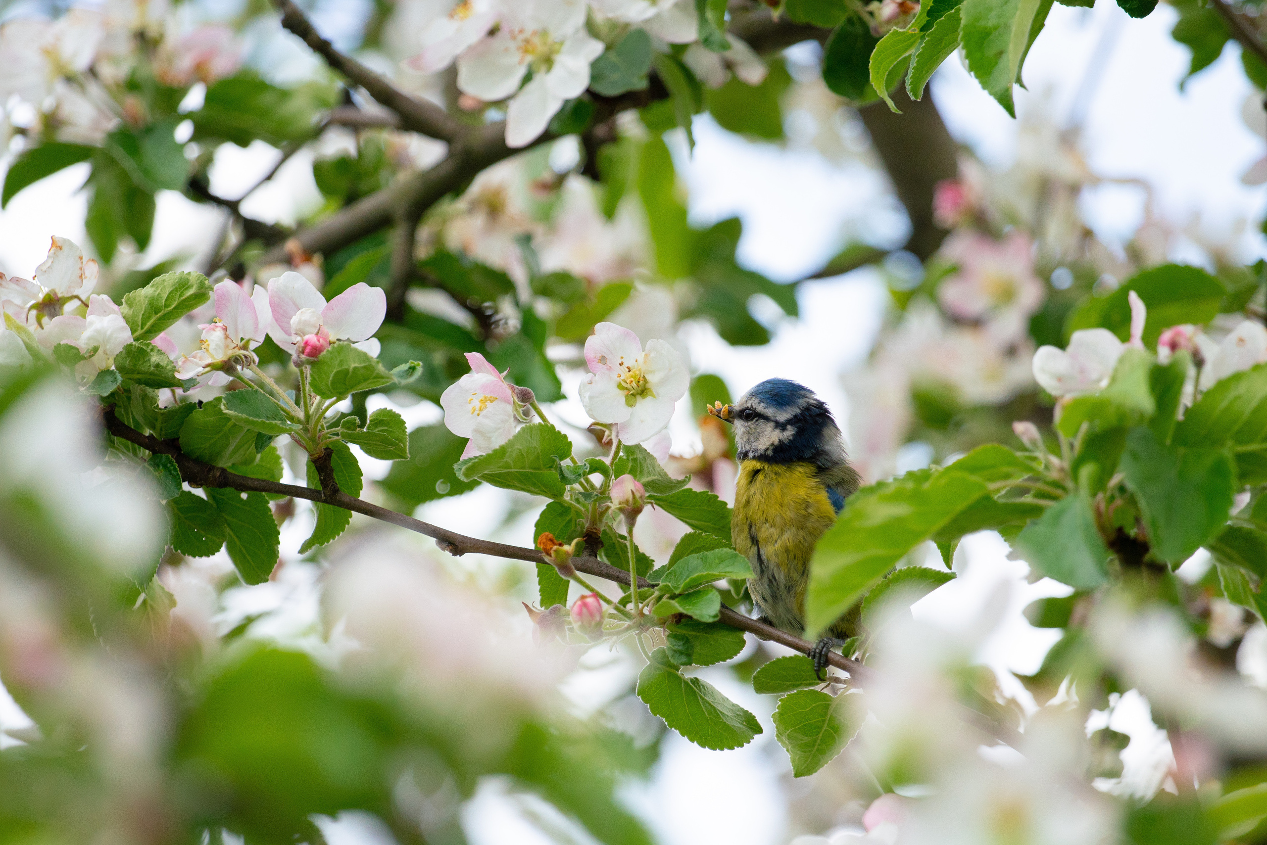 Весенняя. Серия "Дикий мир". Фотограф Андрей Спрогис, съемка портретов, семейная фотосъемка, фотосъемка животных и мероприятий, съемка домашних питомцев. https://asprogis.ru