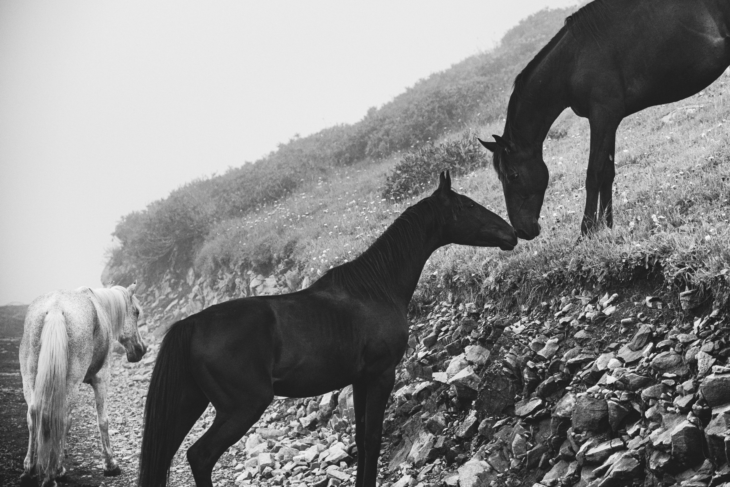 Поцелуй лошадей. Серия "Дикий мир". Фотограф Андрей Спрогис, съемка портретов, семейная фотосъемка, фотосъемка животных и мероприятий, съемка домашних питомцев. https://asprogis.ru