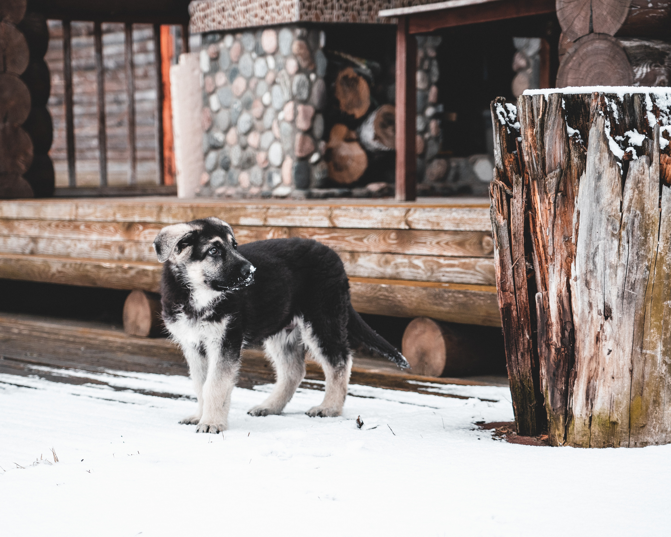 Снежный нос. Серия "Дикий мир". Фотограф Андрей Спрогис, съемка портретов, семейная фотосъемка, фотосъемка животных и мероприятий, съемка домашних питомцев. https://asprogis.ru